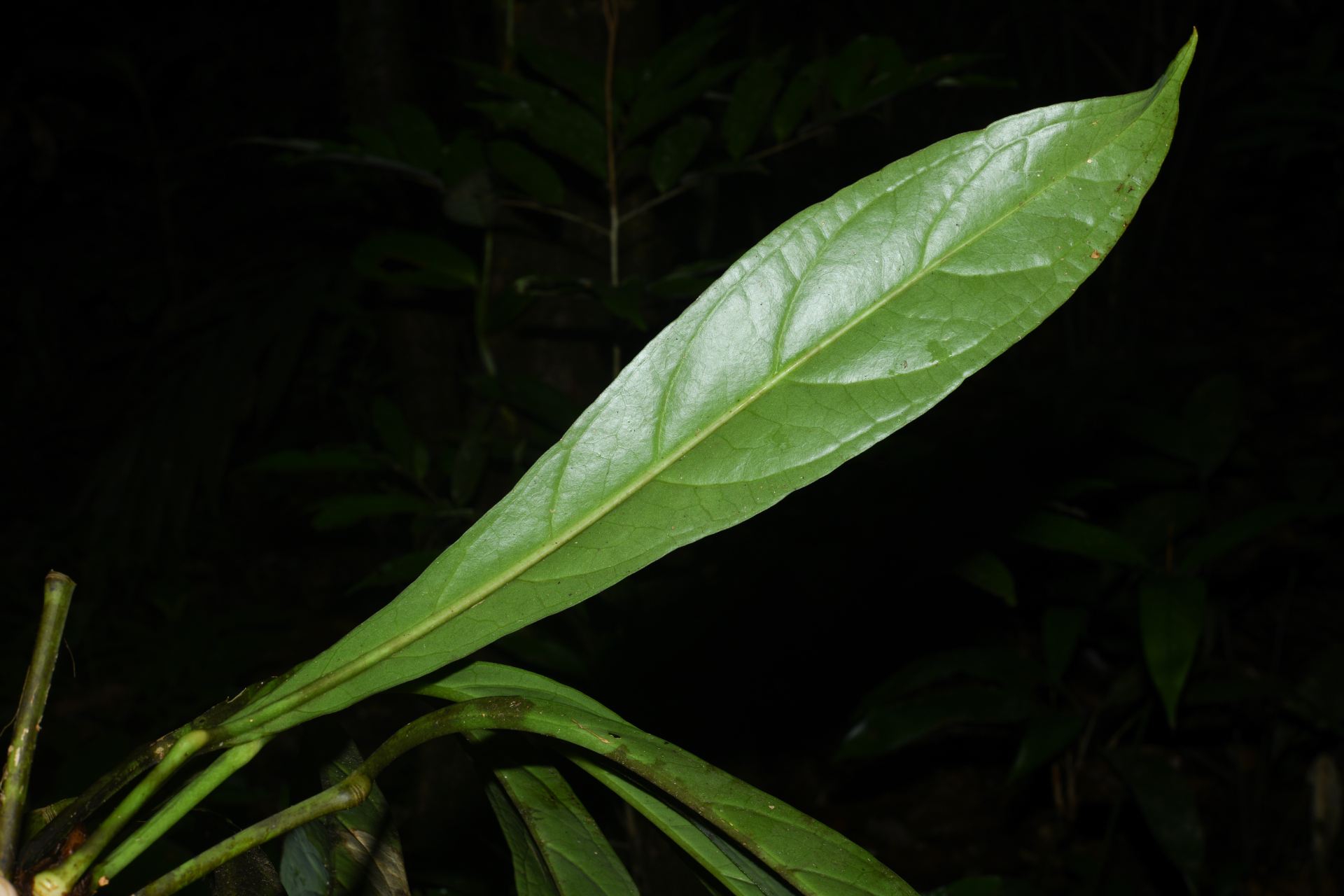 Anthurium bonplandii subsp. bonplandii - Photo Bivouac Naturaliste