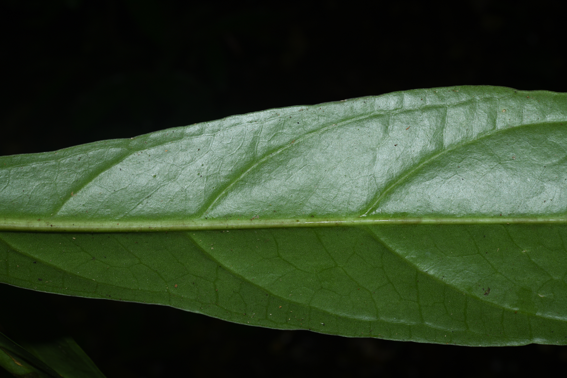 Anthurium bonplandii subsp. bonplandii - Photo Bivouac Naturaliste
