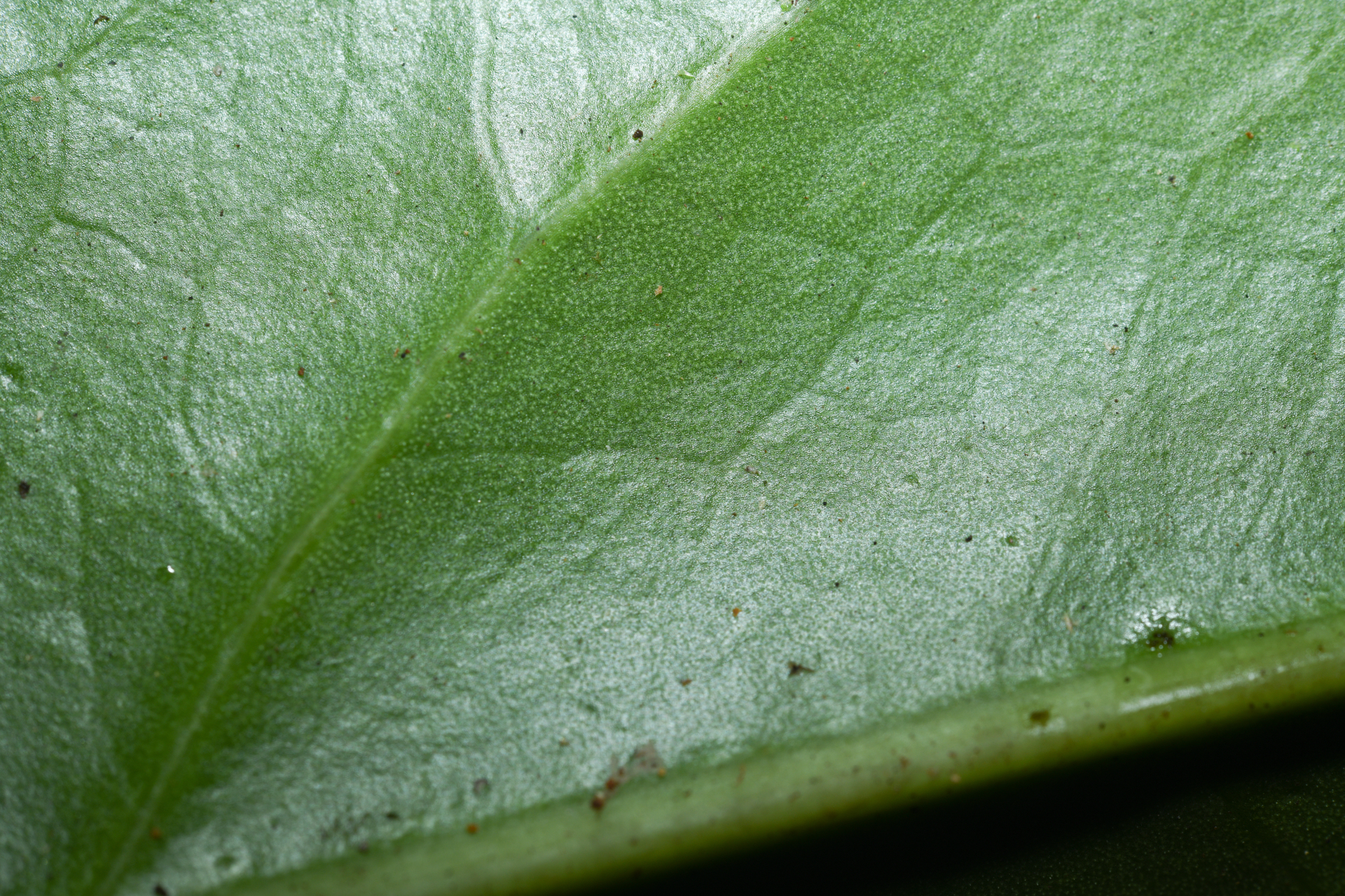 Anthurium bonplandii subsp. bonplandii - Photo Bivouac Naturaliste