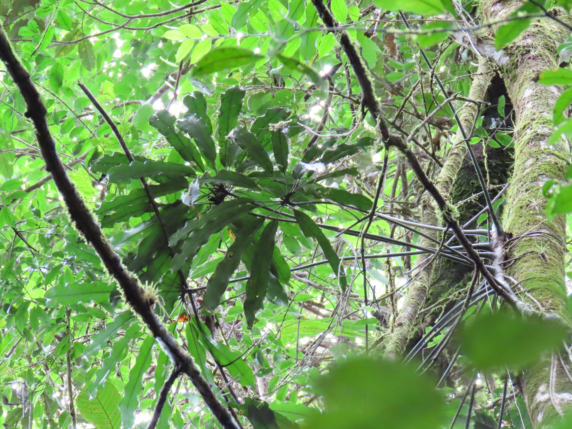 Anthurium eminens Schott - Photo Bivouac Naturaliste