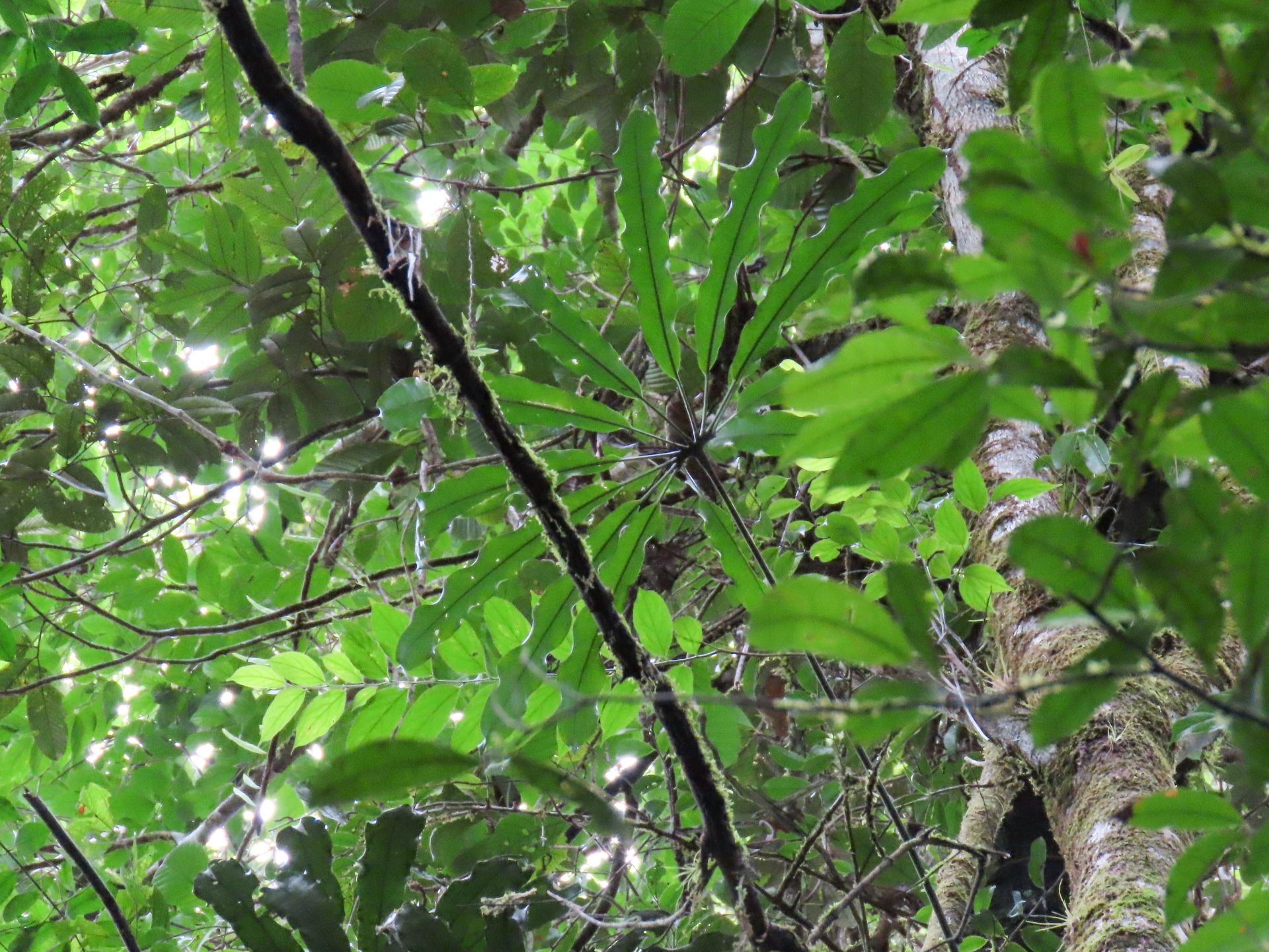 Anthurium eminens Schott - Photo Bivouac Naturaliste