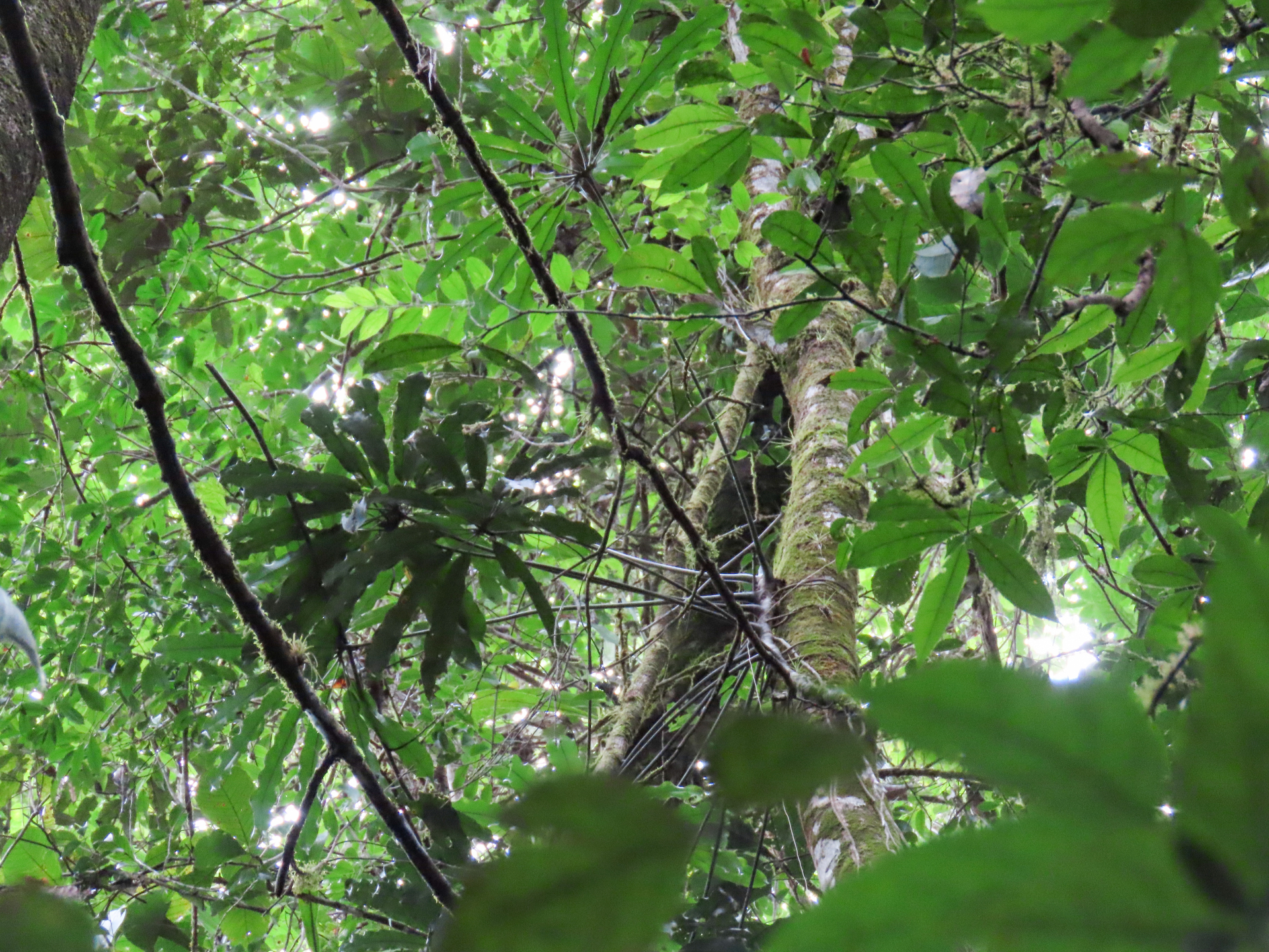 Anthurium eminens Schott - Photo Bivouac Naturaliste