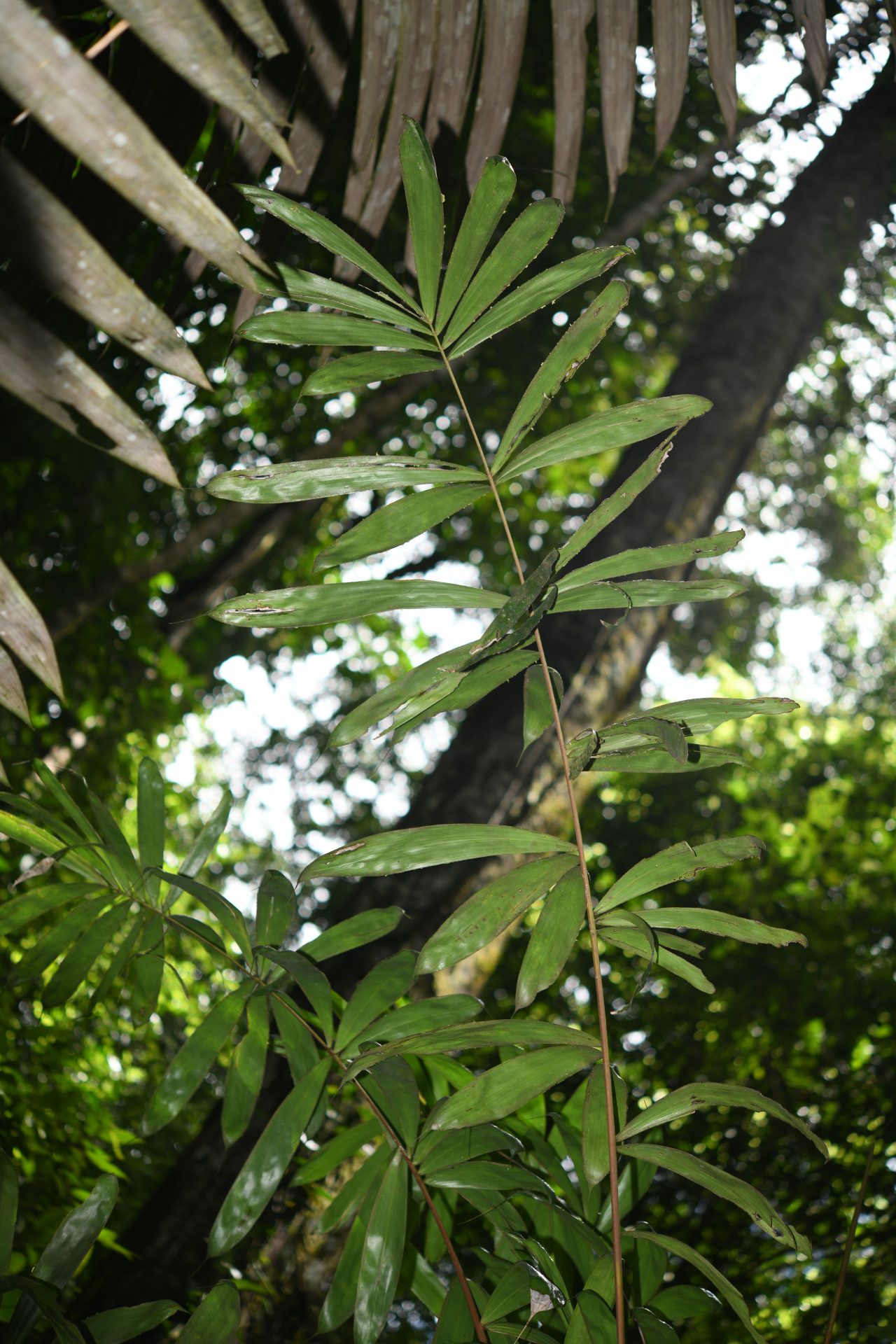 Bactris constanciae Barb.Rodr. - Photo Bivouac Naturaliste