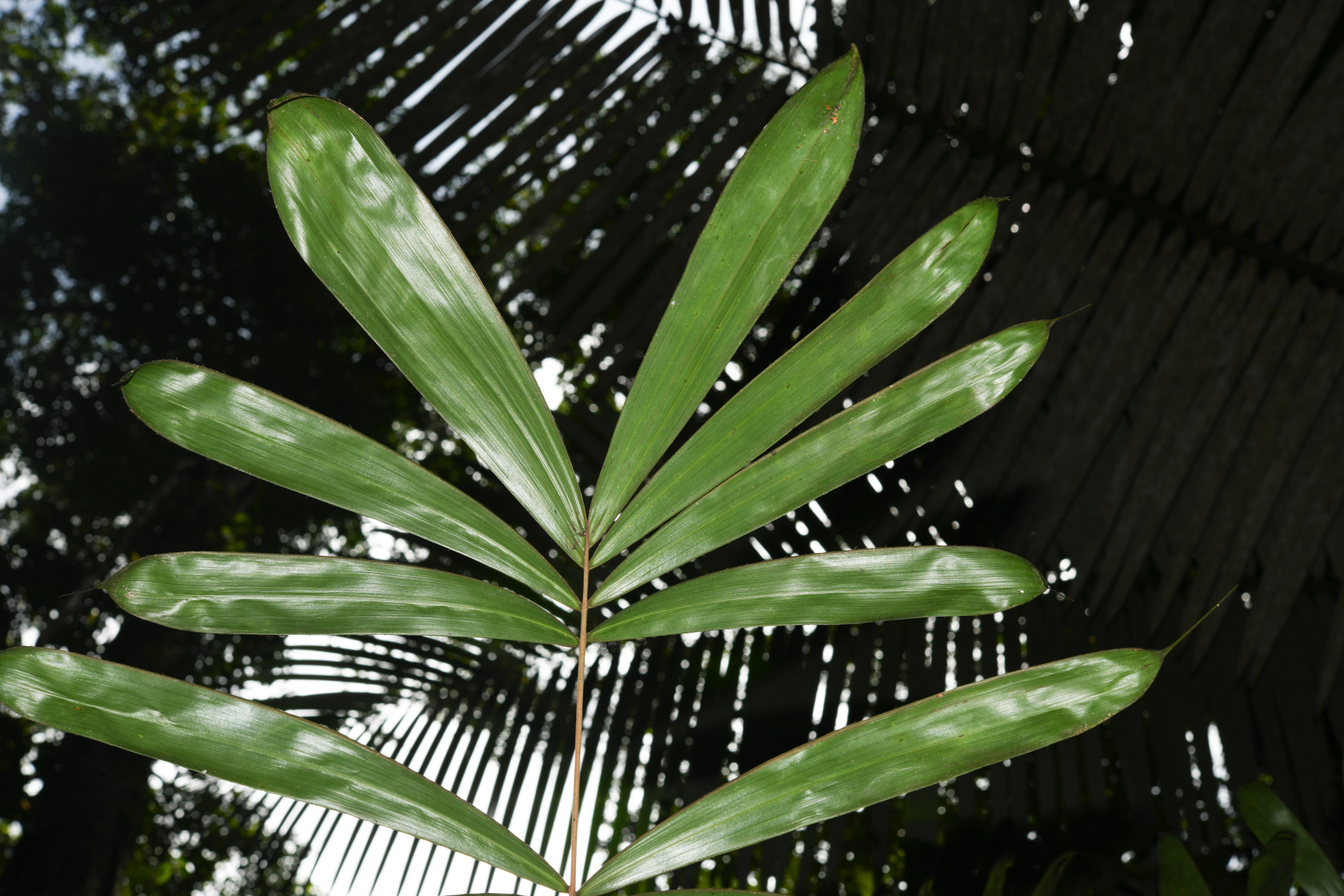 Bactris constanciae Barb.Rodr. - Photo Bivouac Naturaliste