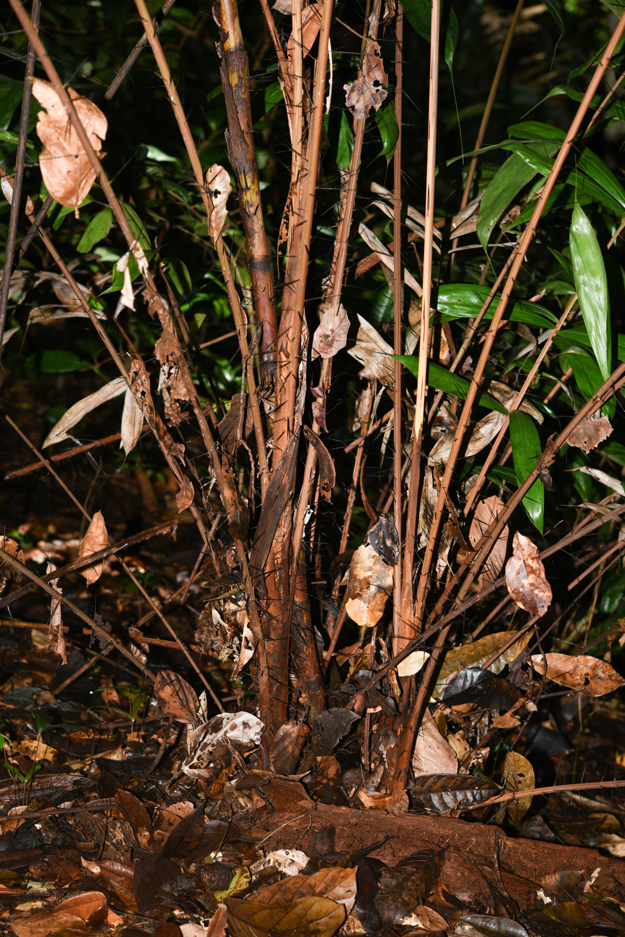 Bactris constanciae Barb.Rodr. - Photo Bivouac Naturaliste