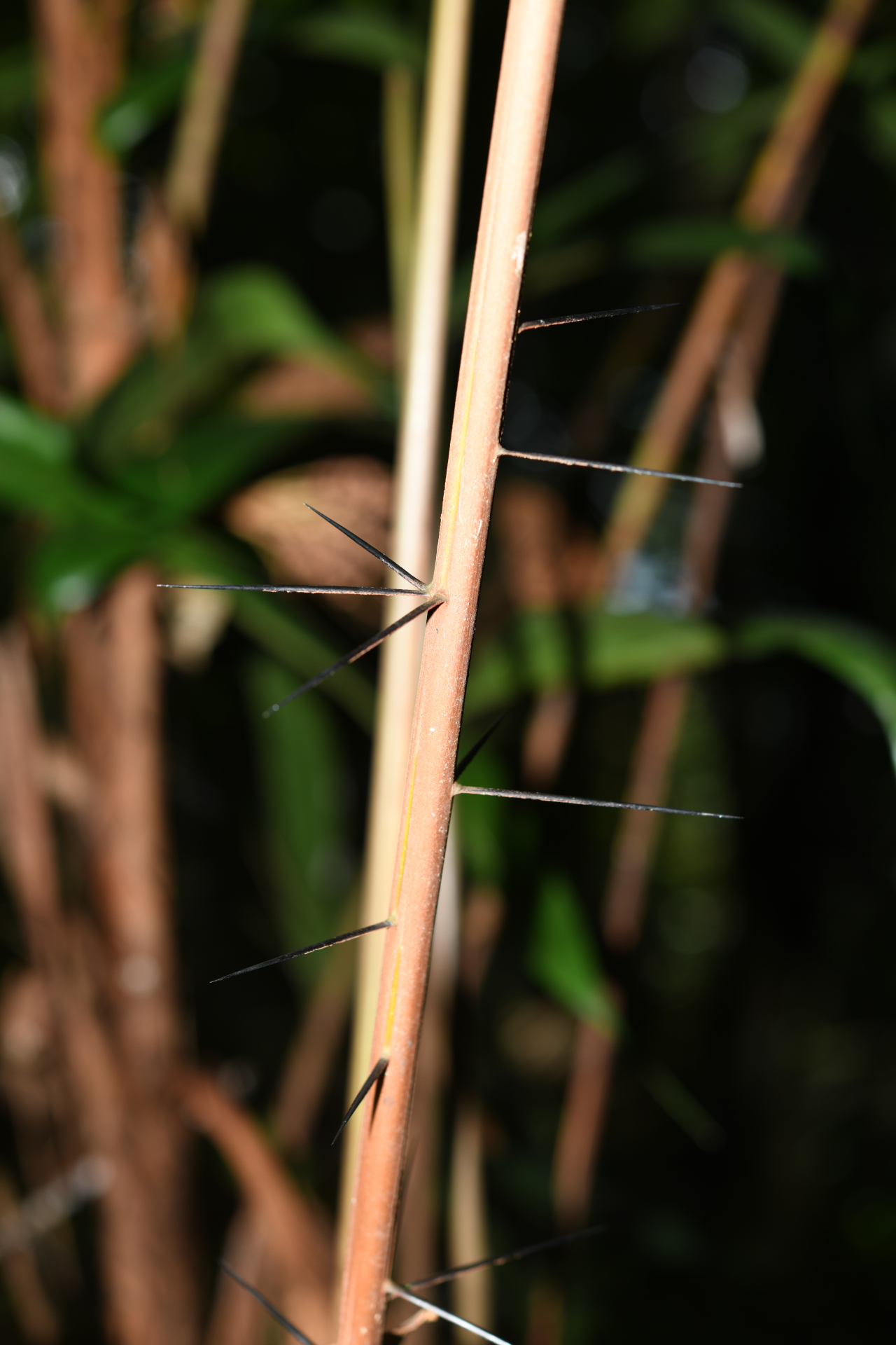 Bactris constanciae Barb.Rodr. - Photo Bivouac Naturaliste