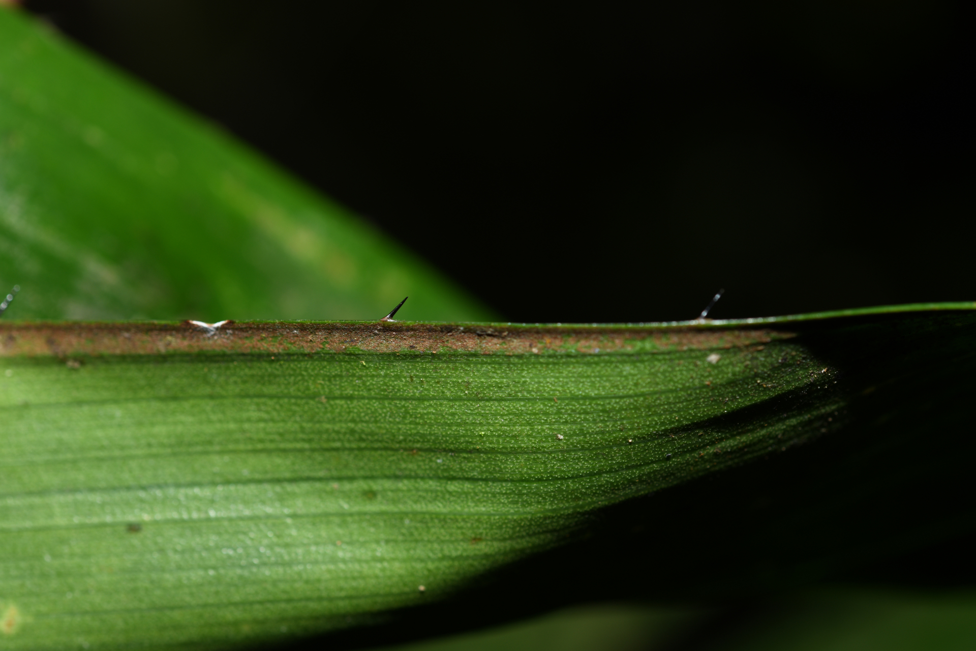 Bactris constanciae Barb.Rodr. - Photo Bivouac Naturaliste