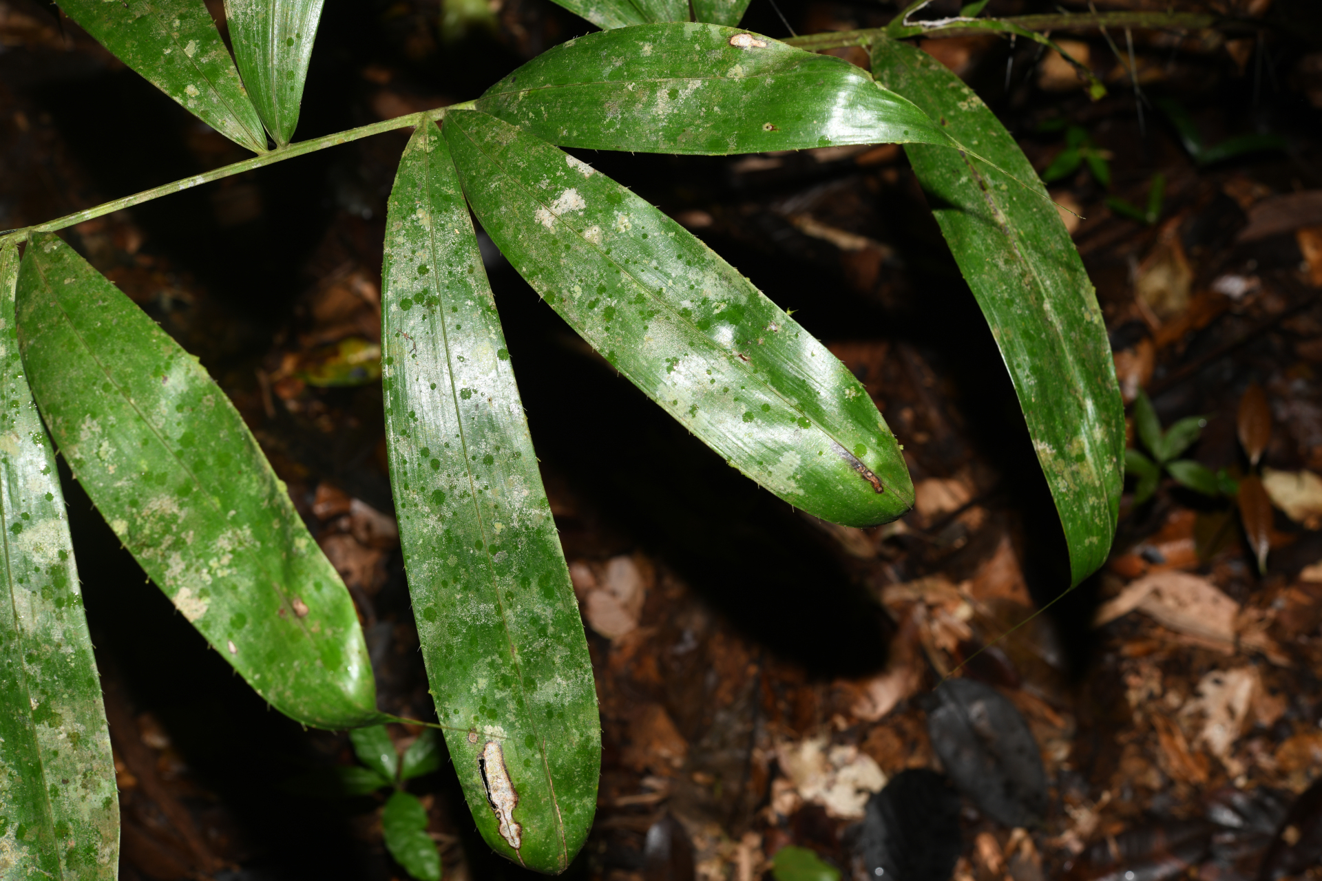 Bactris constanciae Barb.Rodr. - Photo Bivouac Naturaliste