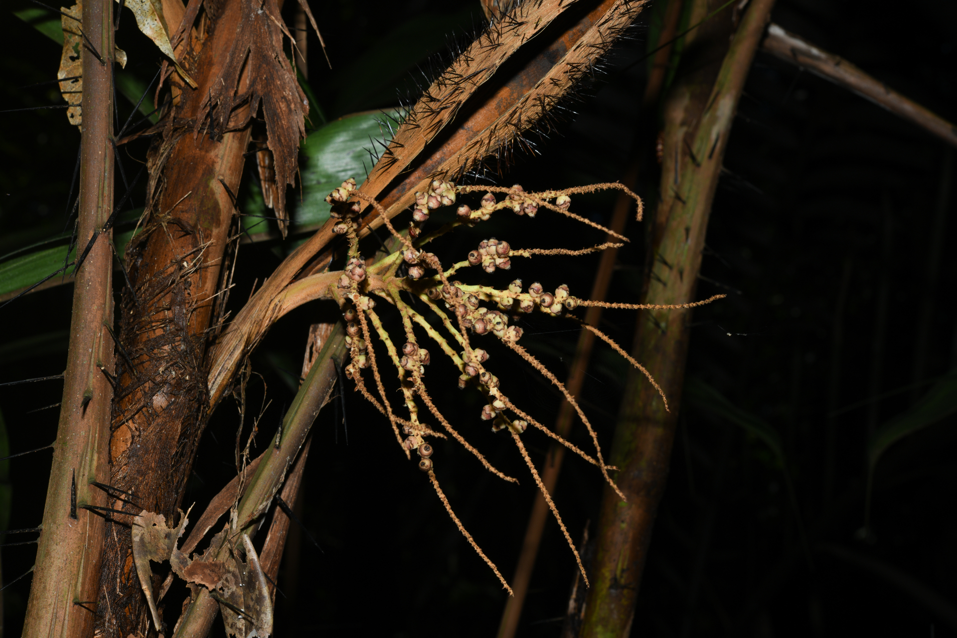 Bactris constanciae Barb.Rodr. - Photo Bivouac Naturaliste