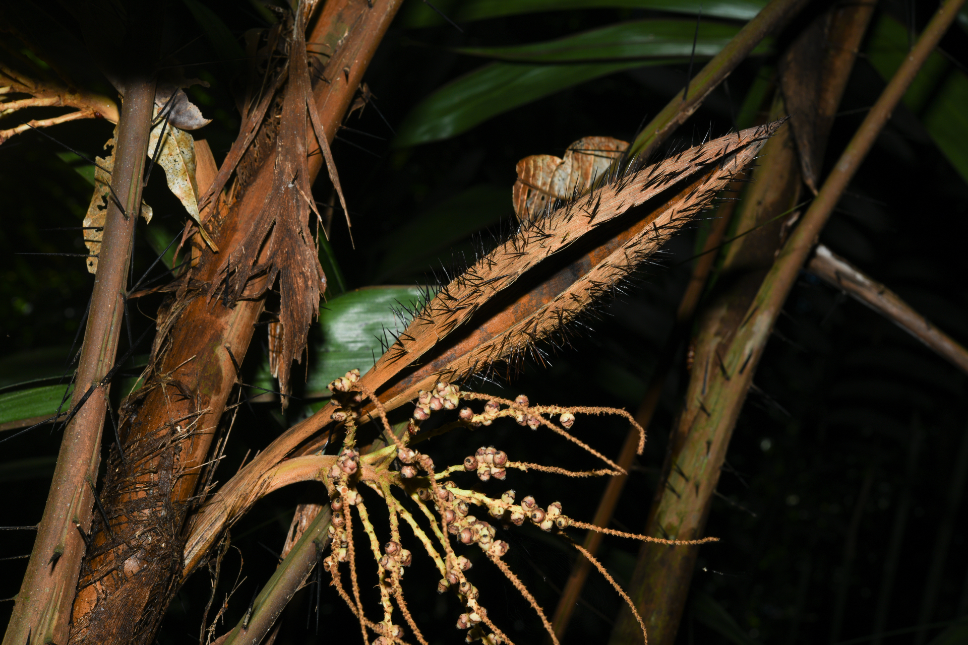 Bactris constanciae Barb.Rodr. - Photo Bivouac Naturaliste