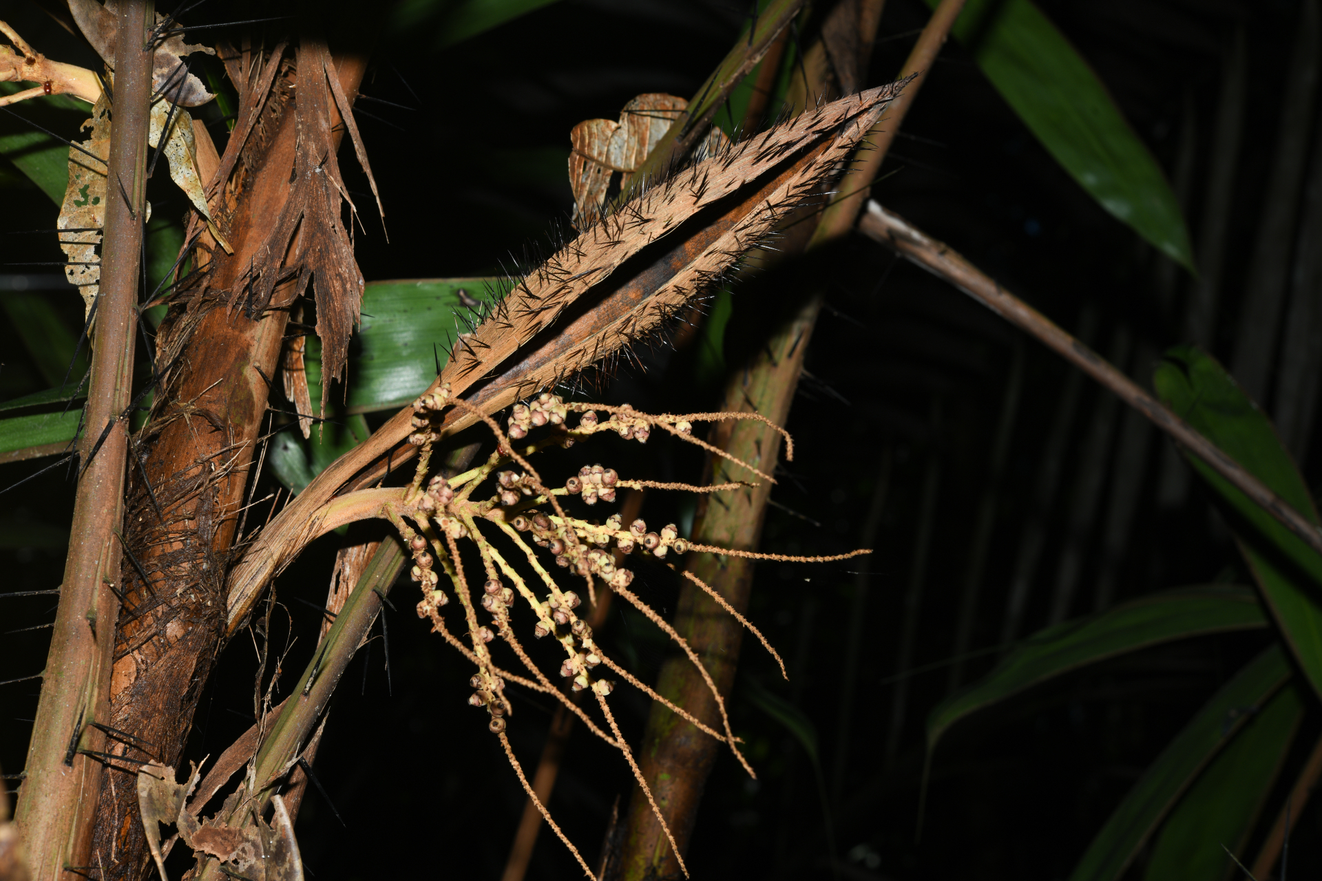 Bactris constanciae Barb.Rodr. - Photo Bivouac Naturaliste