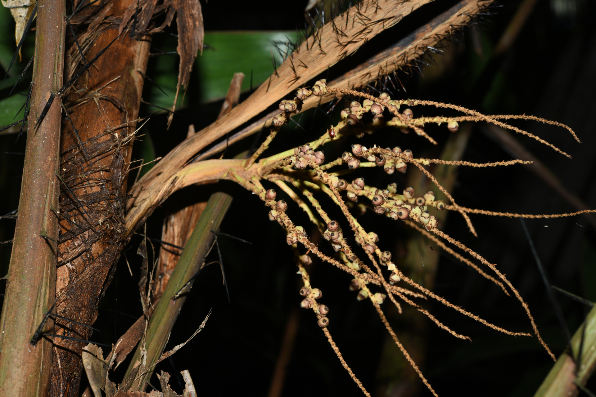 Bactris constanciae Barb.Rodr. - Photo Bivouac Naturaliste