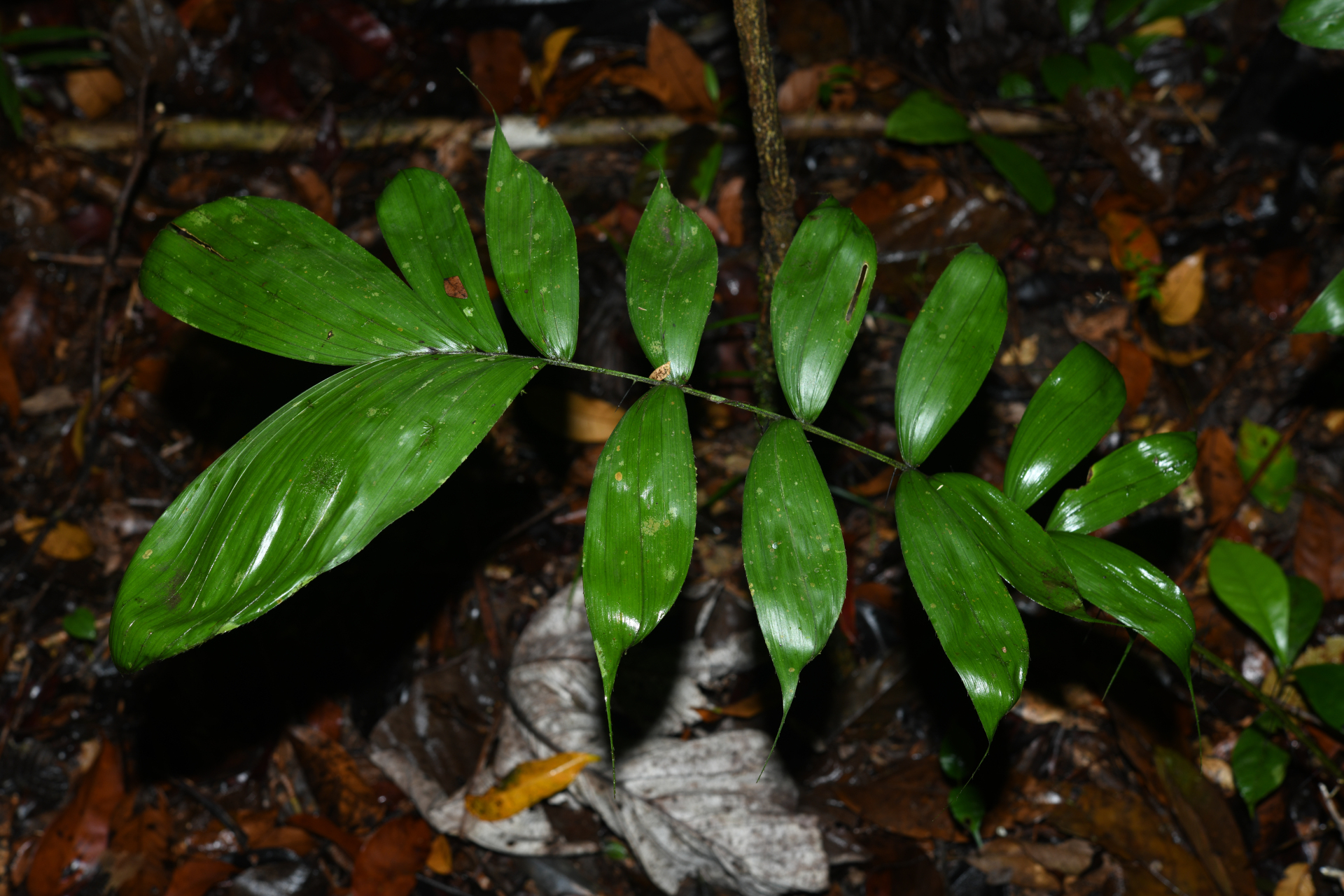 Bactris gastoniana Barb.Rodr. - Photo Bivouac Naturaliste