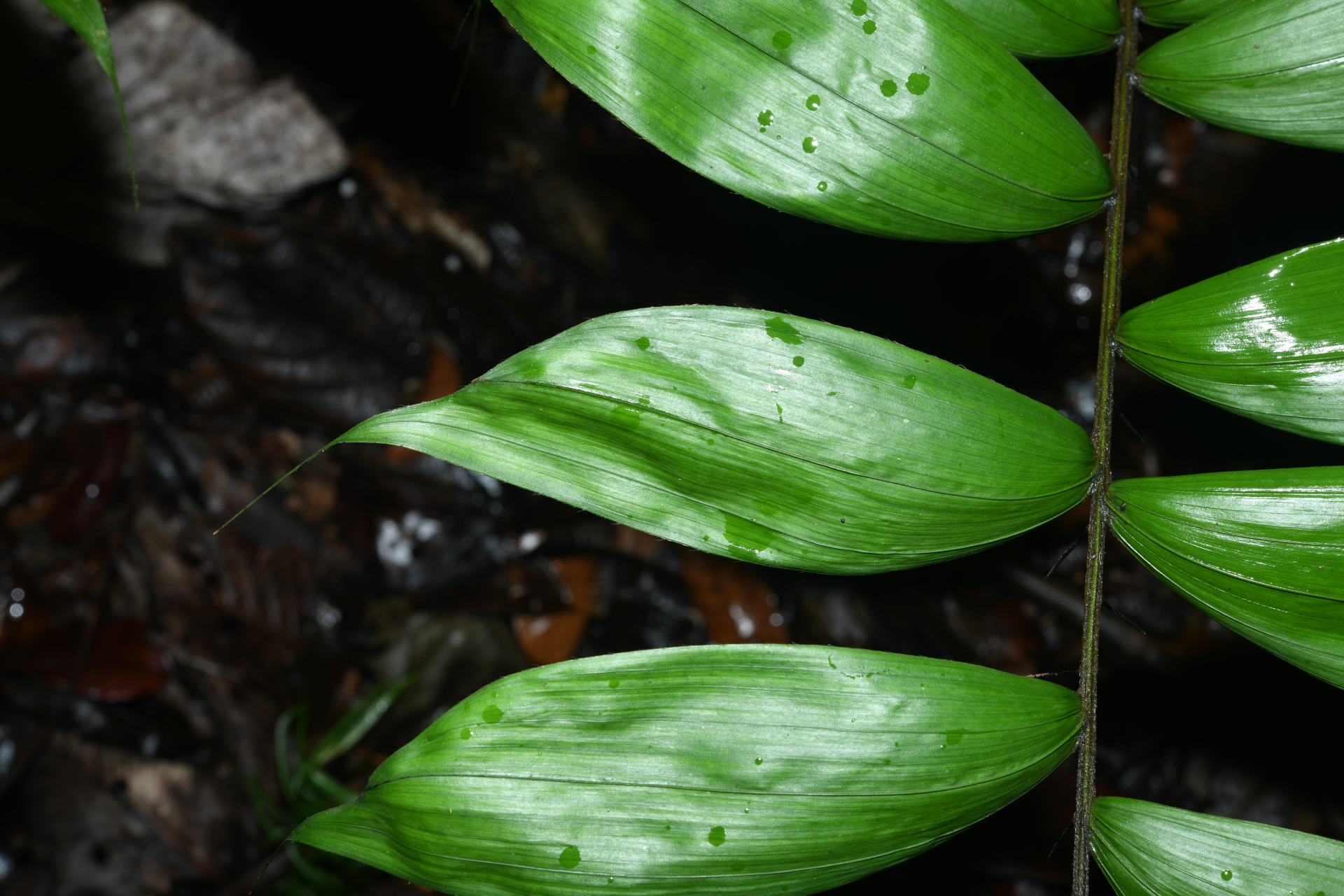 Bactris gastoniana Barb.Rodr. - Photo Bivouac Naturaliste