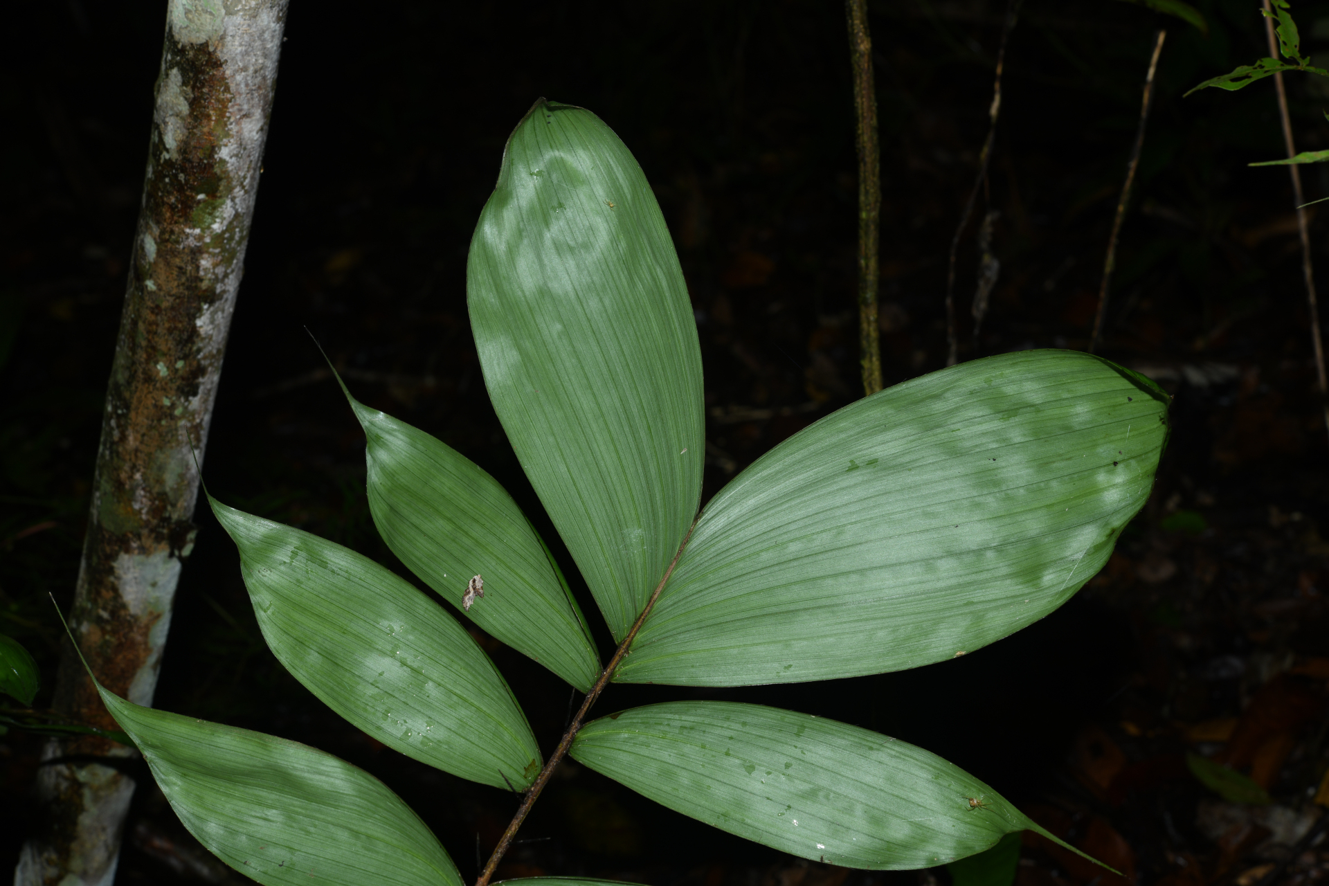 Bactris gastoniana Barb.Rodr. - Photo Bivouac Naturaliste