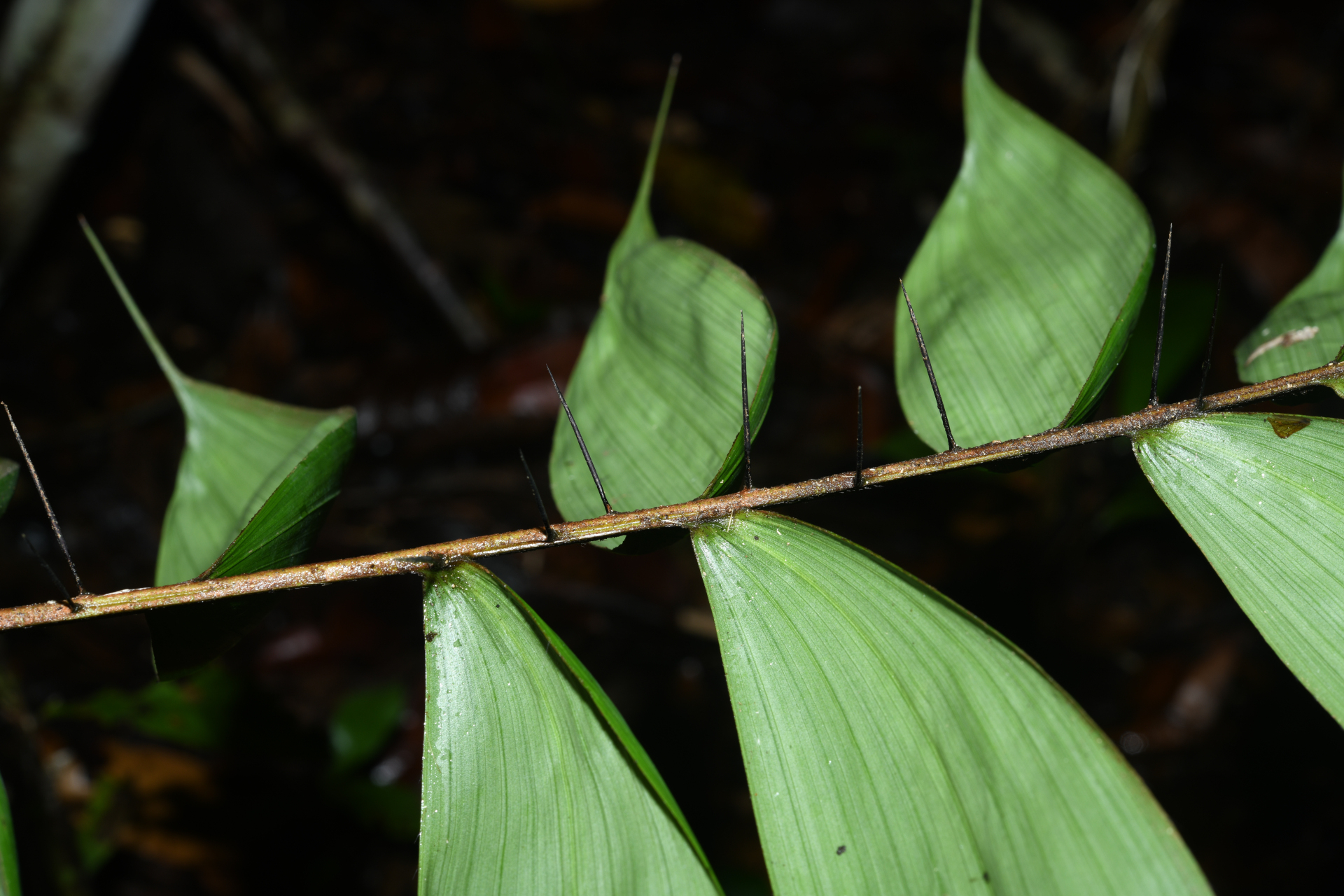Bactris gastoniana Barb.Rodr. - Photo Bivouac Naturaliste