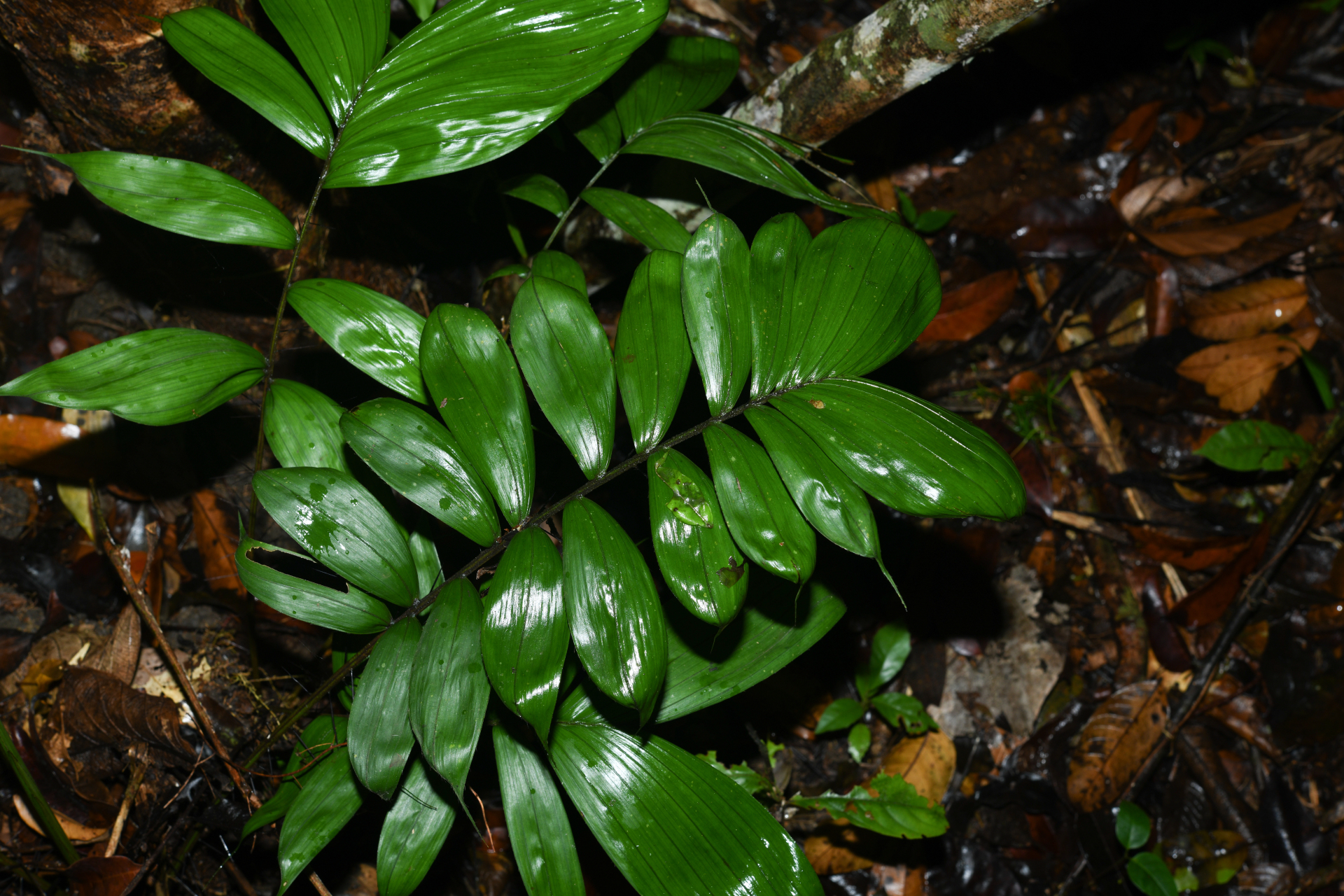 Bactris gastoniana Barb.Rodr. - Photo Bivouac Naturaliste