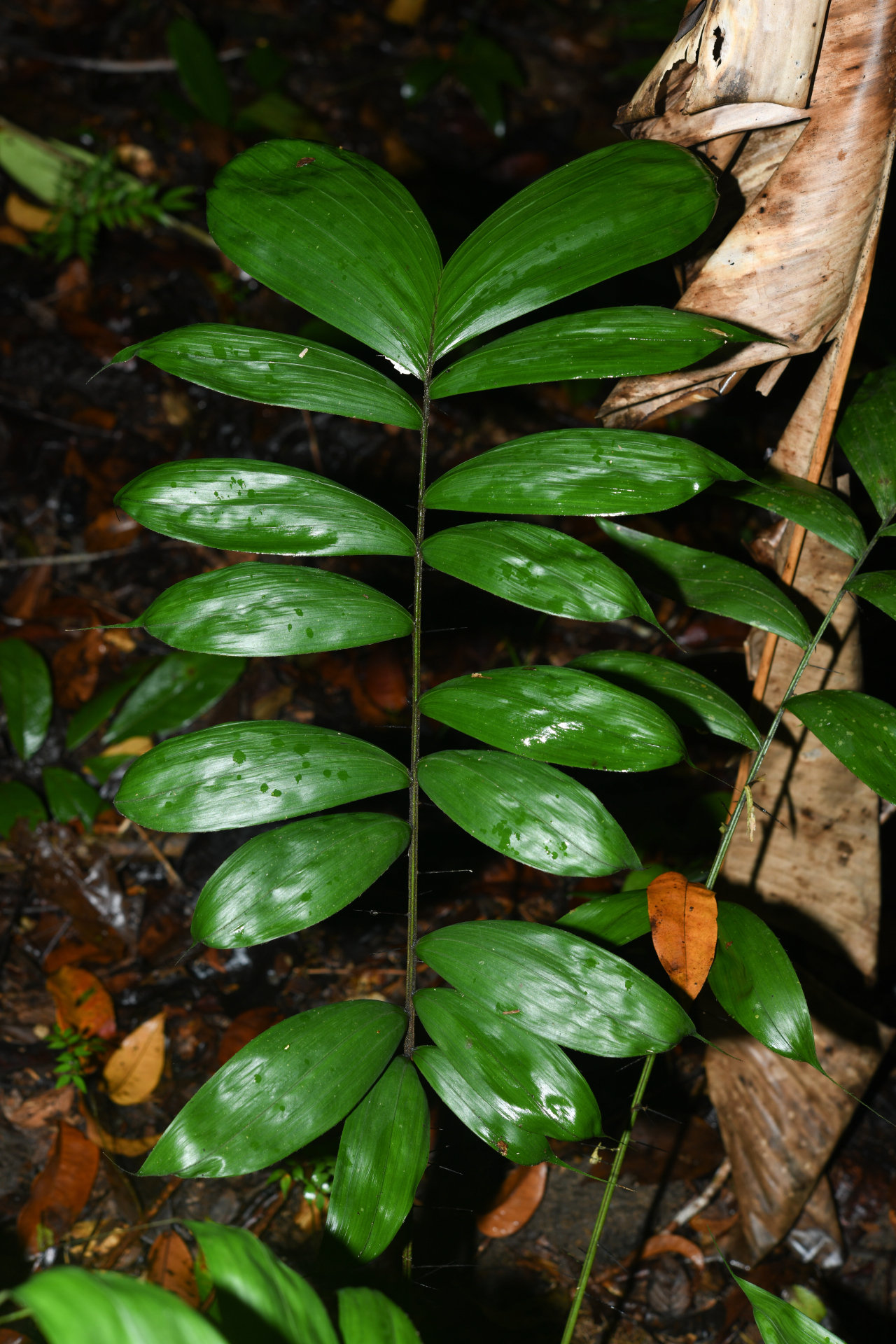 Bactris gastoniana Barb.Rodr. - Photo Bivouac Naturaliste