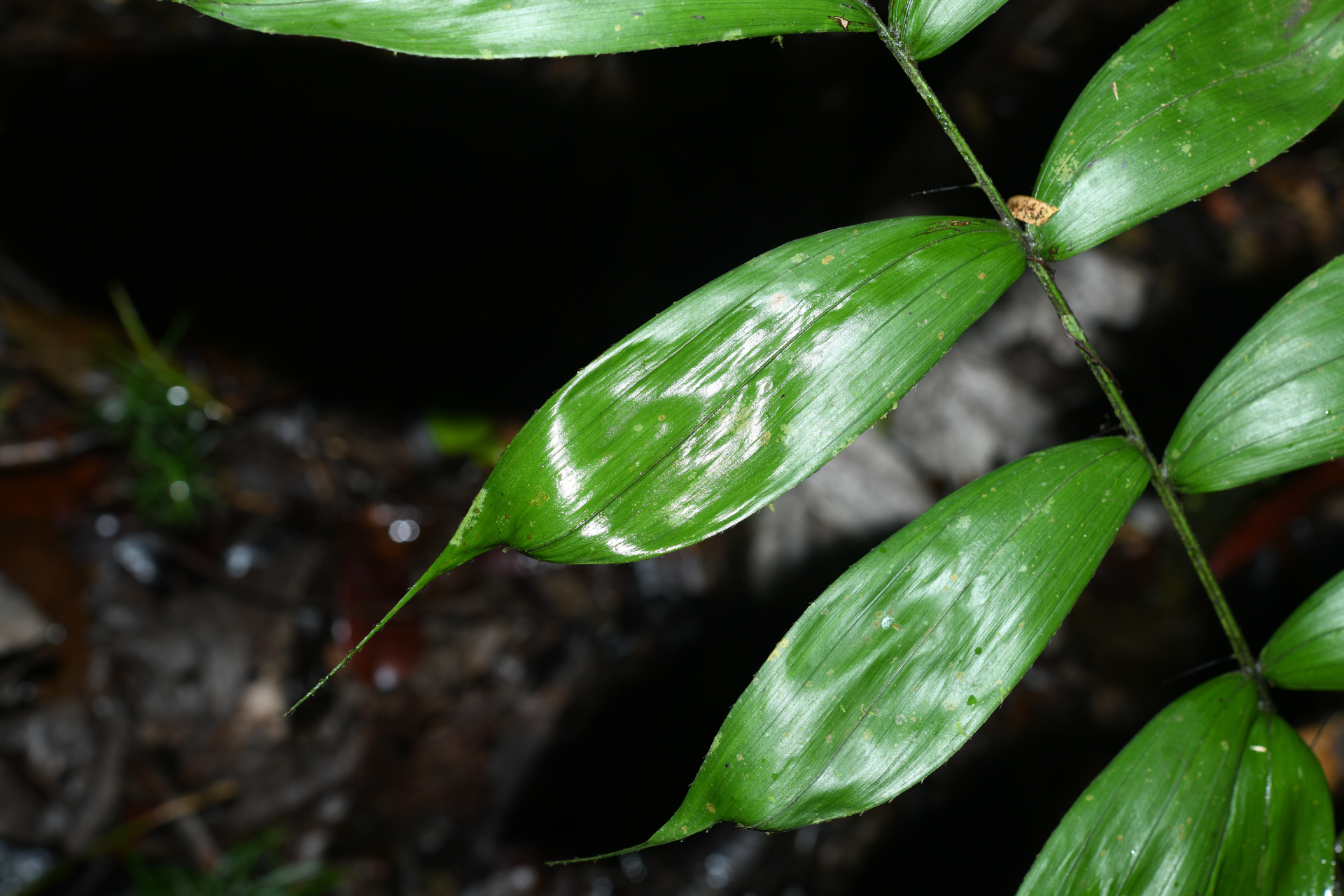 Bactris gastoniana Barb.Rodr. - Photo Bivouac Naturaliste