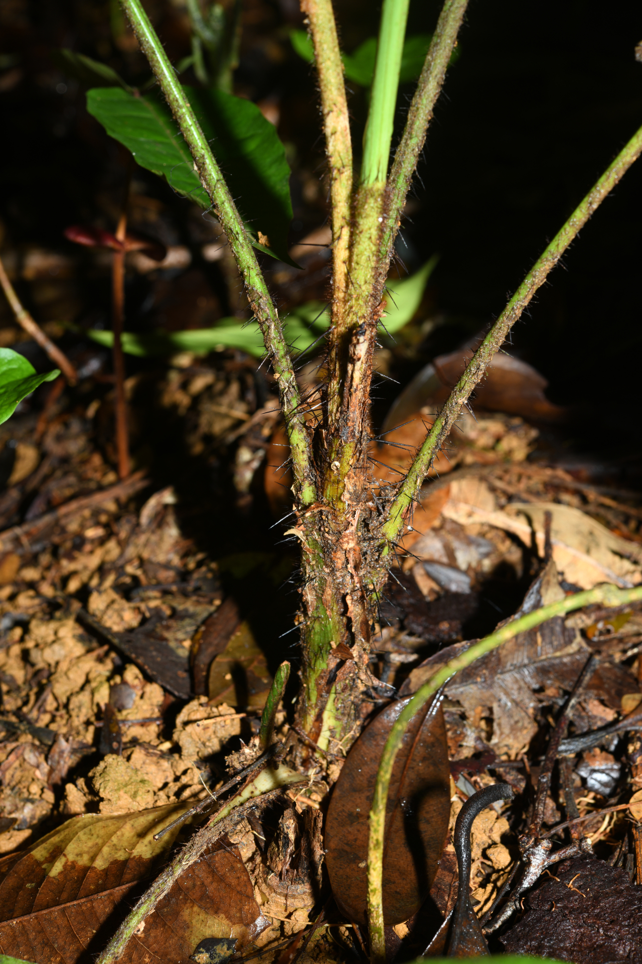 Bactris cuspidata Mart. - Photo Bivouac Naturaliste