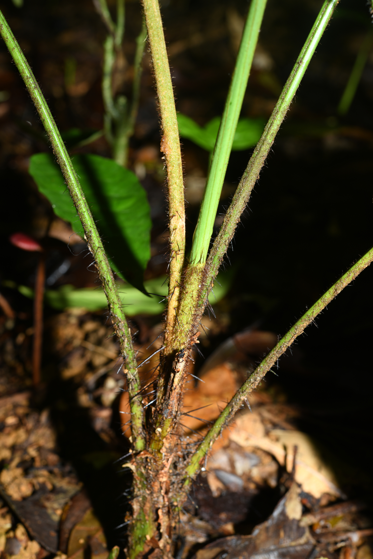 Bactris cuspidata Mart. - Photo Bivouac Naturaliste
