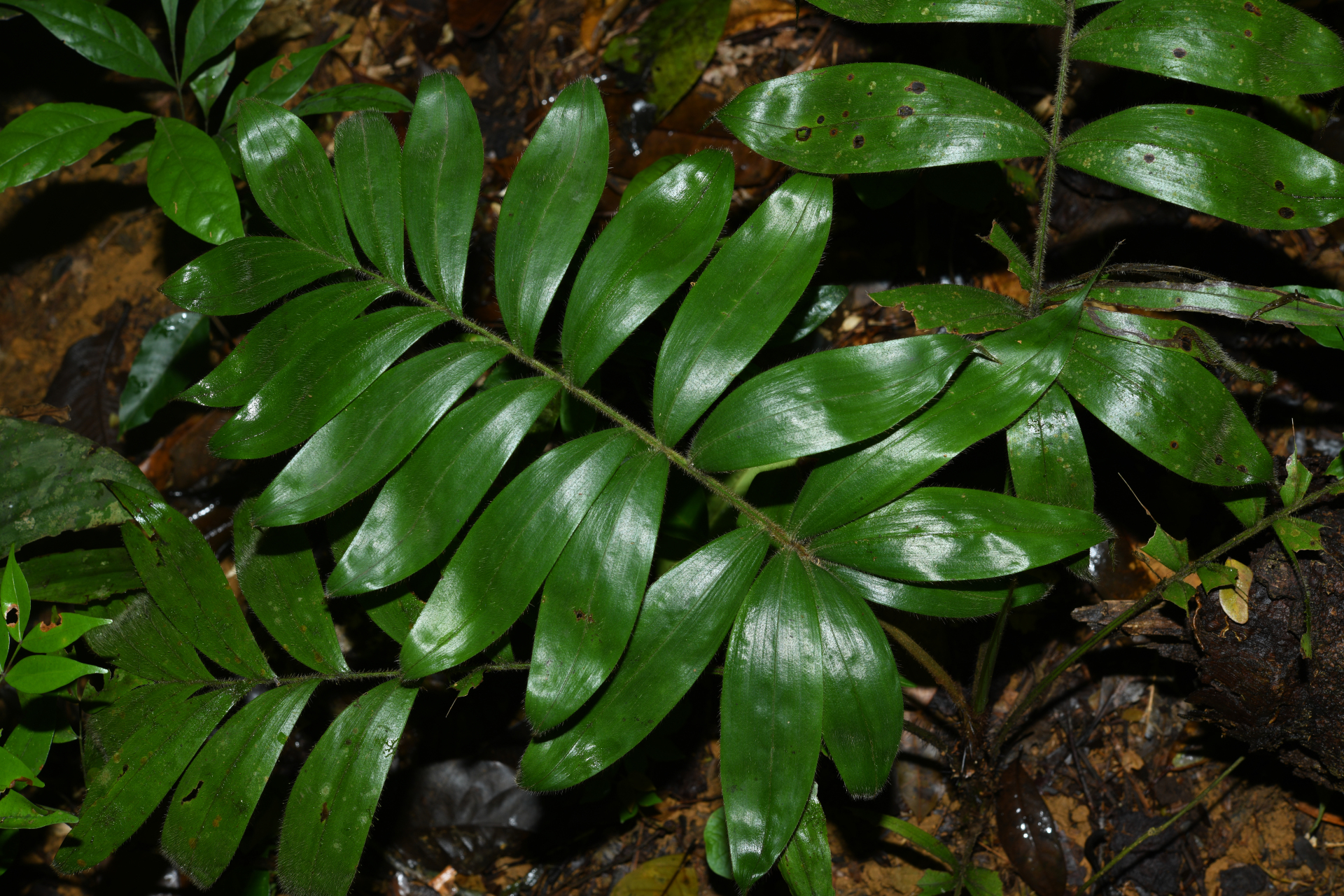 Bactris cuspidata Mart. - Photo Bivouac Naturaliste