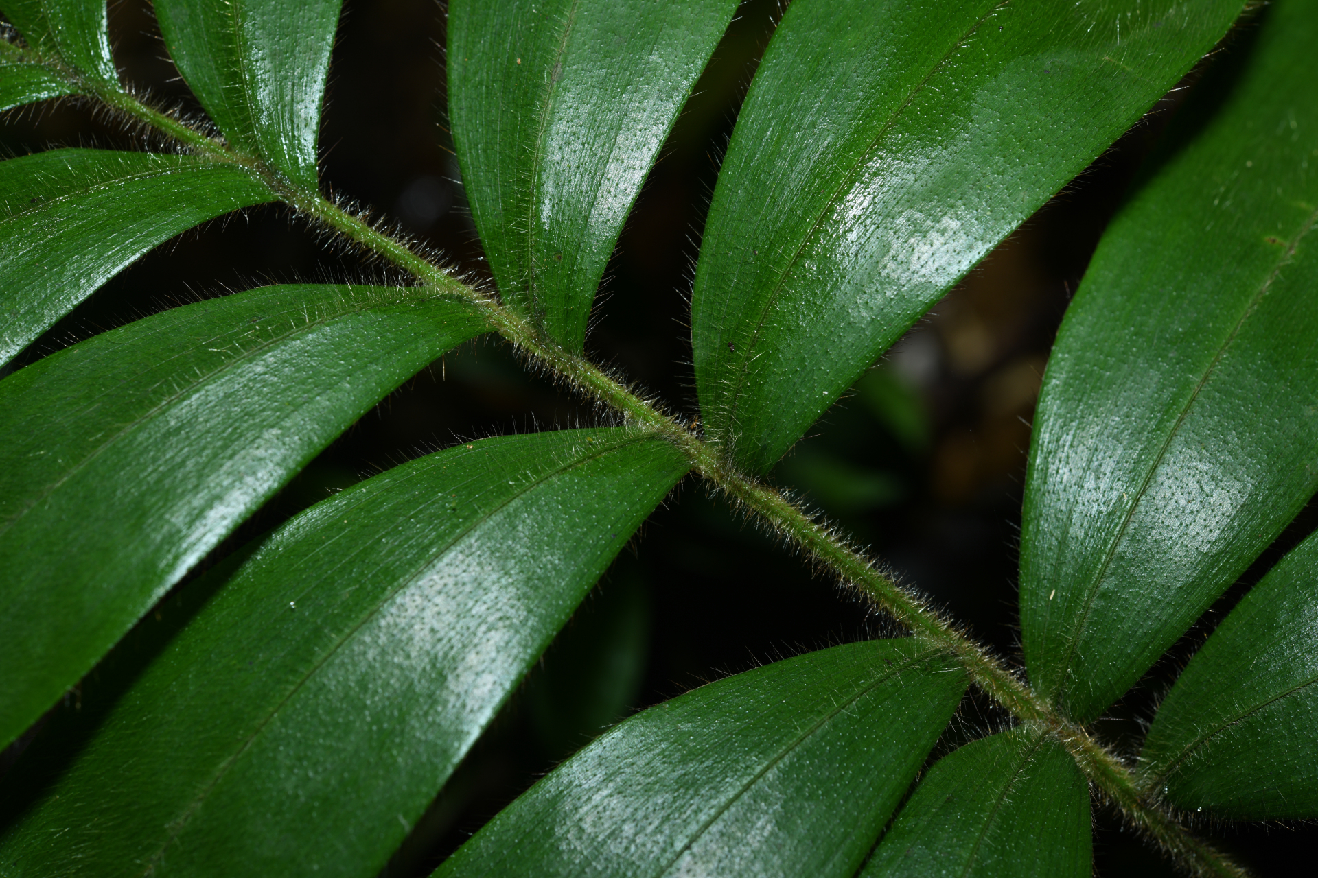 Bactris cuspidata Mart. - Photo Bivouac Naturaliste