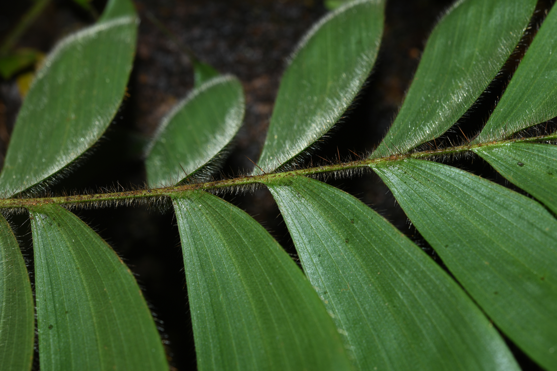 Bactris cuspidata Mart. - Photo Bivouac Naturaliste