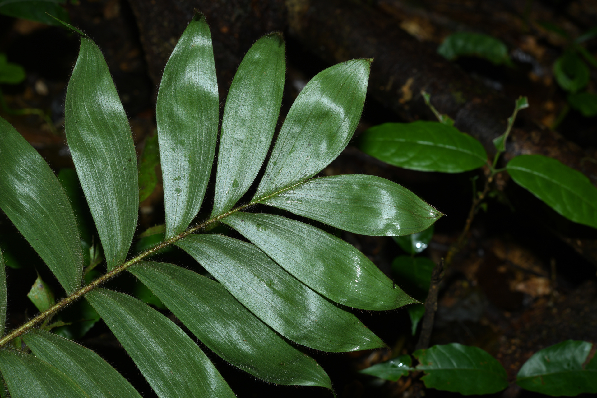 Bactris cuspidata Mart. - Photo Bivouac Naturaliste