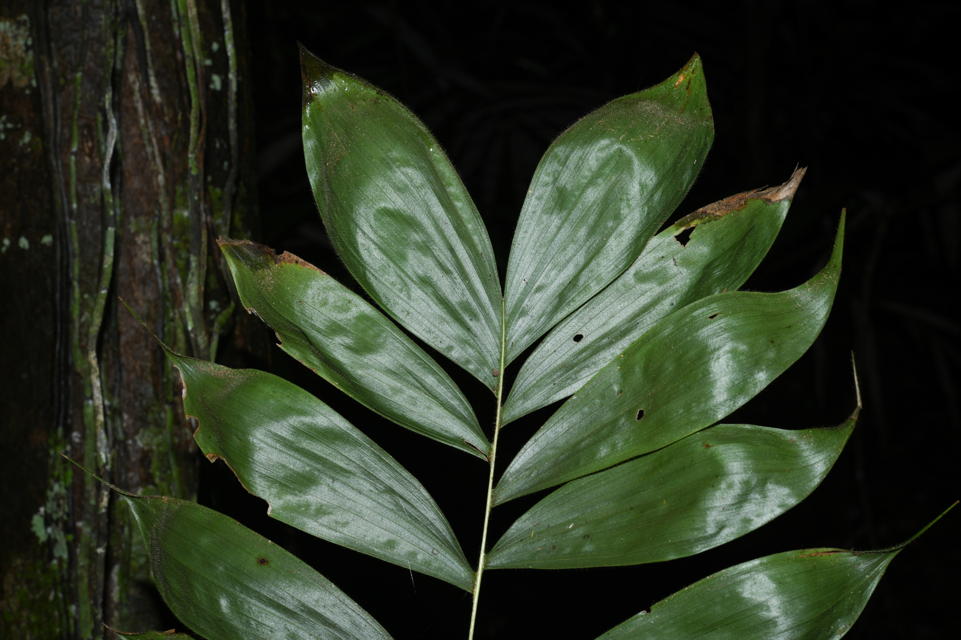 Bactris cuspidata Mart. - Photo Bivouac Naturaliste