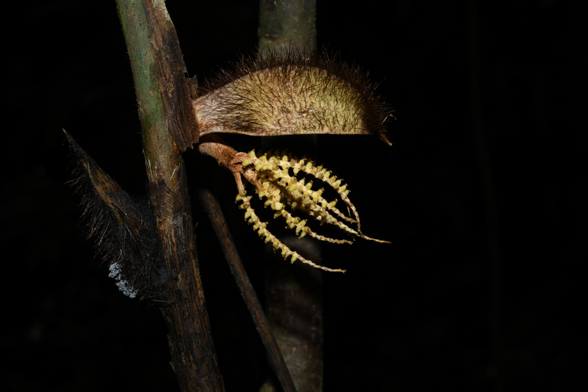 Bactris cuspidata Mart. - Photo Bivouac Naturaliste