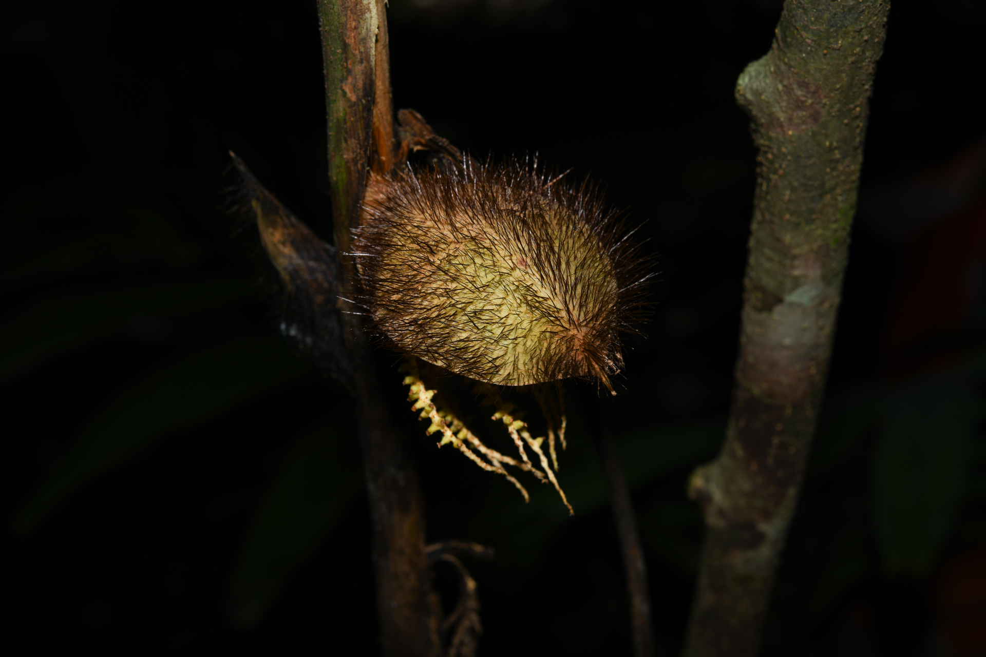 Bactris cuspidata Mart. - Photo Bivouac Naturaliste