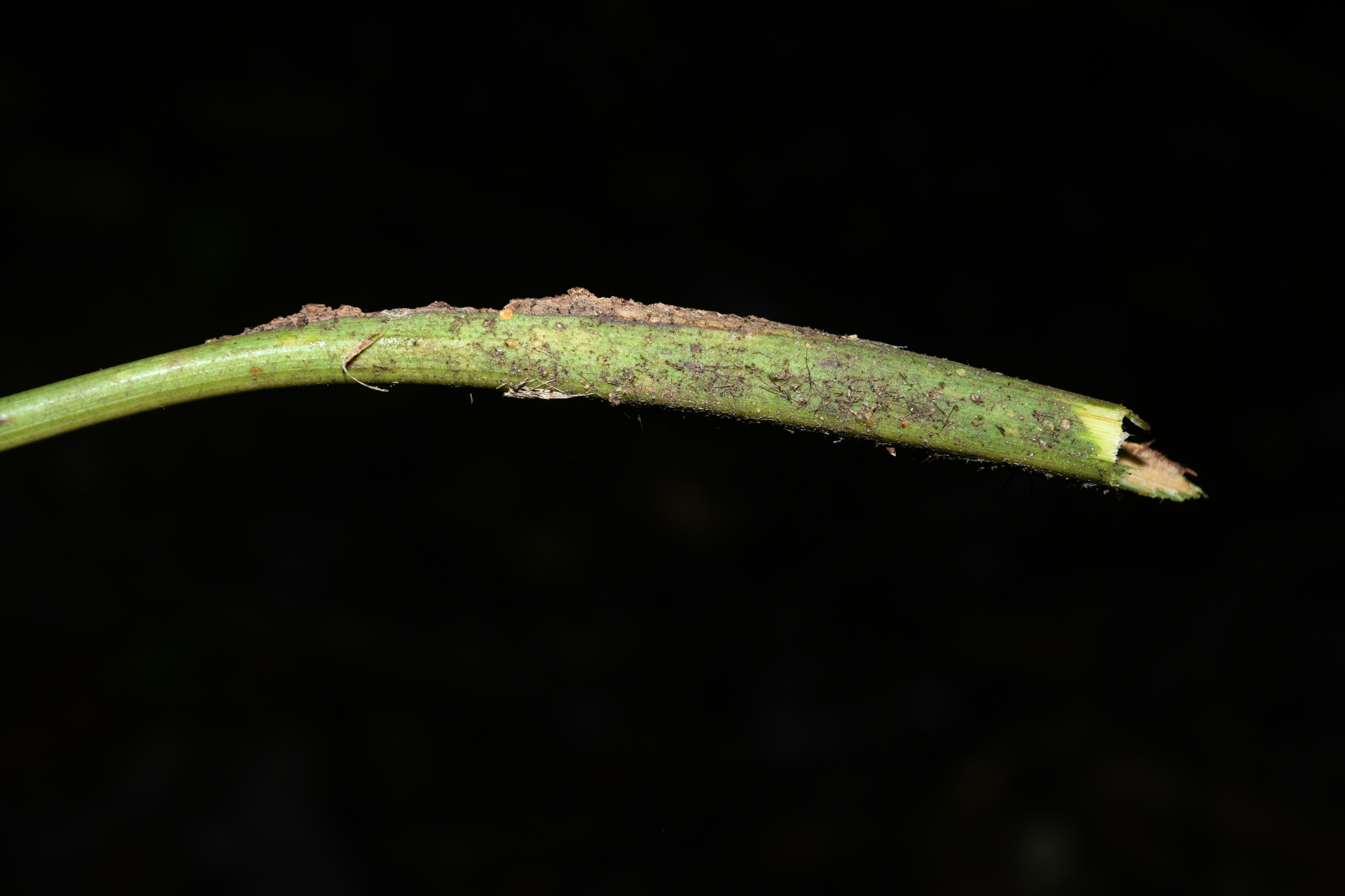Bactris cuspidata Mart. - Photo Bivouac Naturaliste