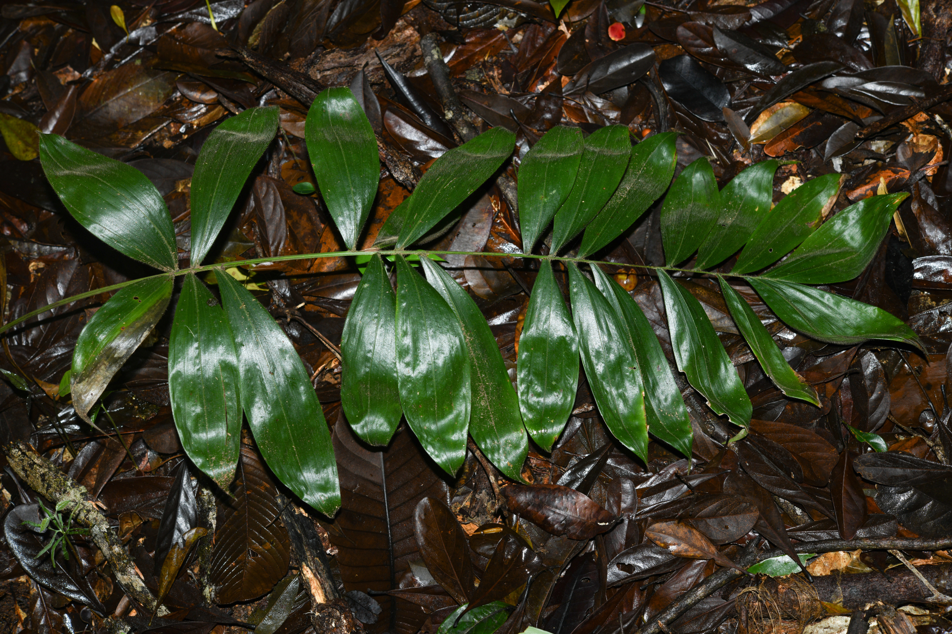 Bactris cuspidata Mart. - Photo Bivouac Naturaliste