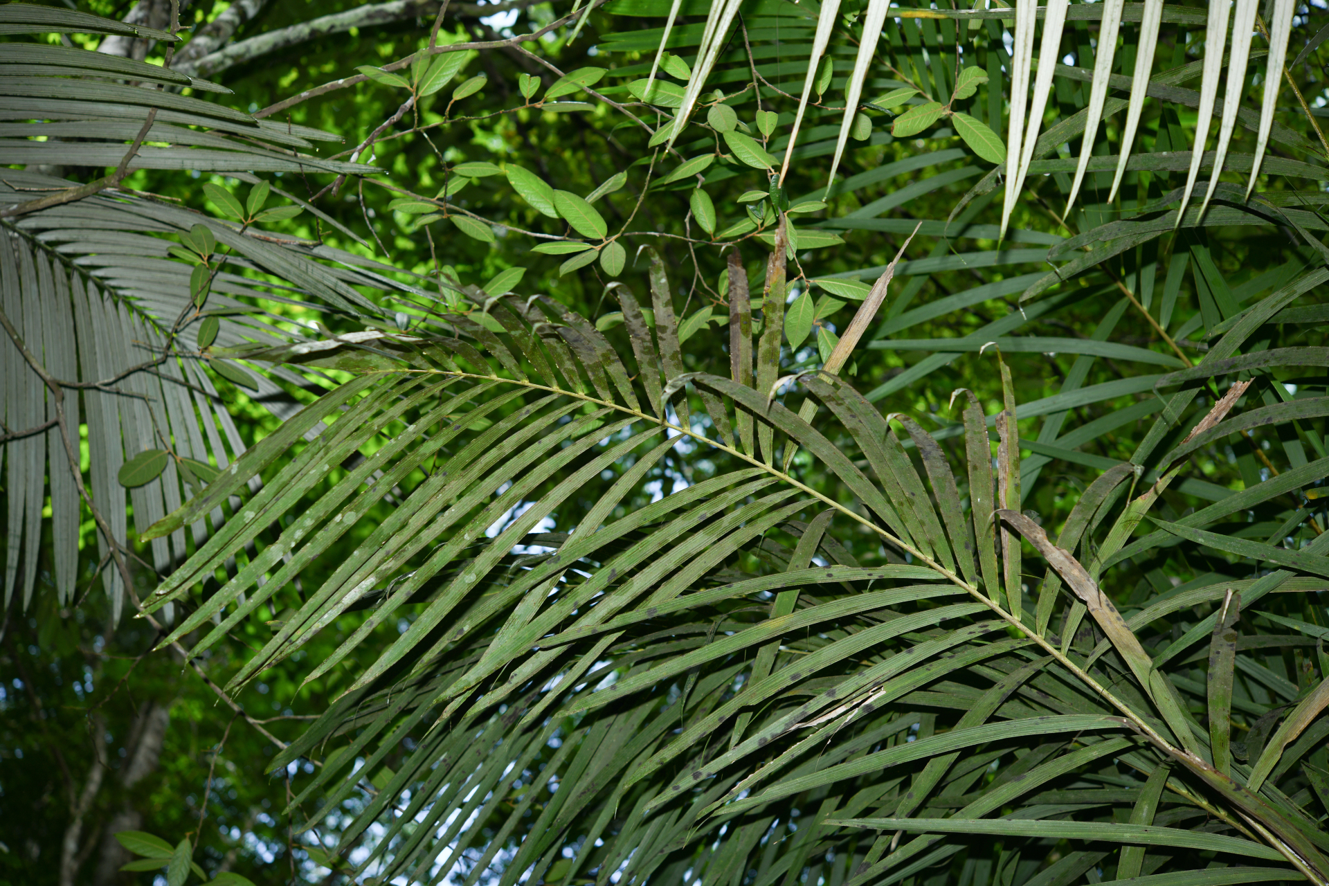 Bactris acanthocarpoides Barb.Rodr. - Photo Bivouac Naturaliste