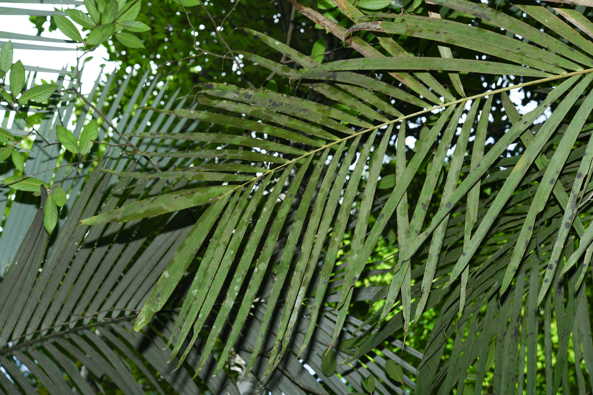 Bactris acanthocarpoides Barb.Rodr. - Photo Bivouac Naturaliste
