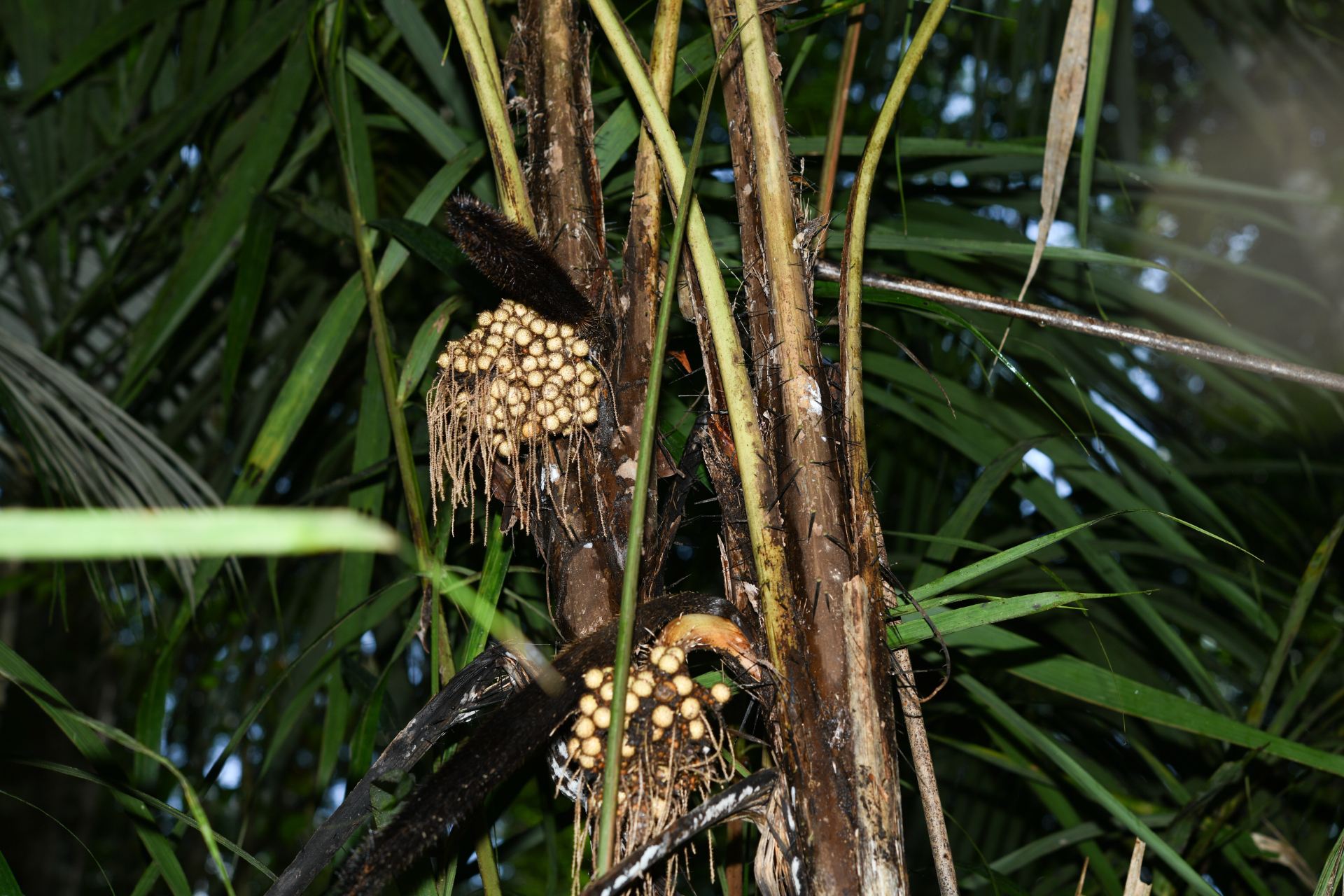 Bactris acanthocarpoides Barb.Rodr. - Photo Bivouac Naturaliste