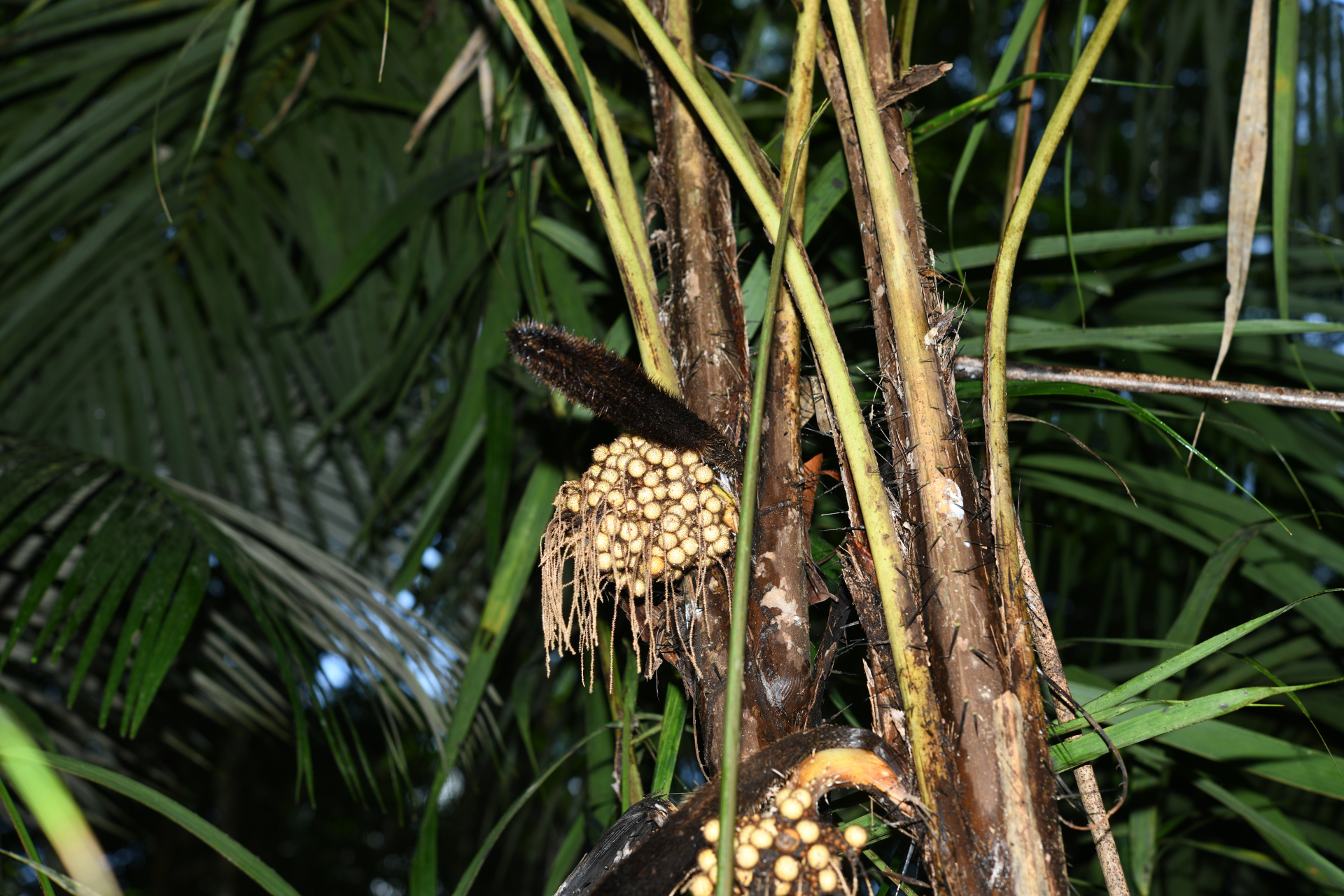 Bactris acanthocarpoides Barb.Rodr. - Photo Bivouac Naturaliste
