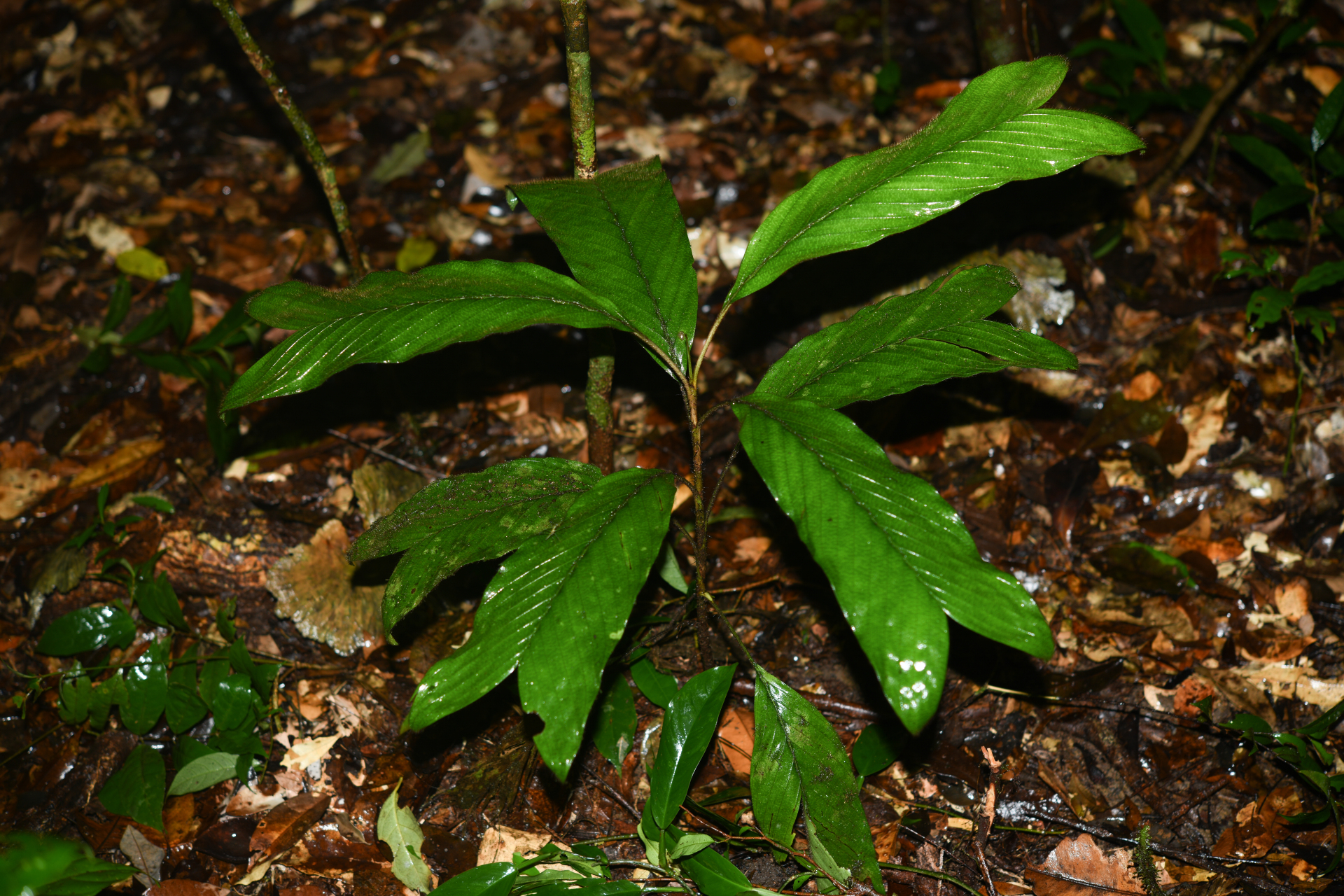 Bactris hirta var. hirta - Photo Bivouac Naturaliste