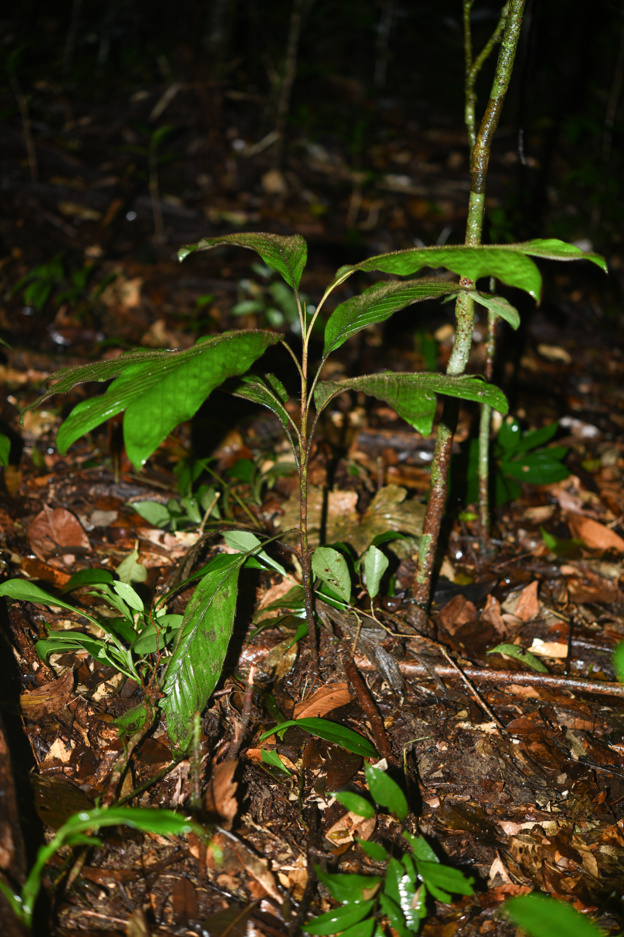 Bactris hirta var. hirta - Photo Bivouac Naturaliste