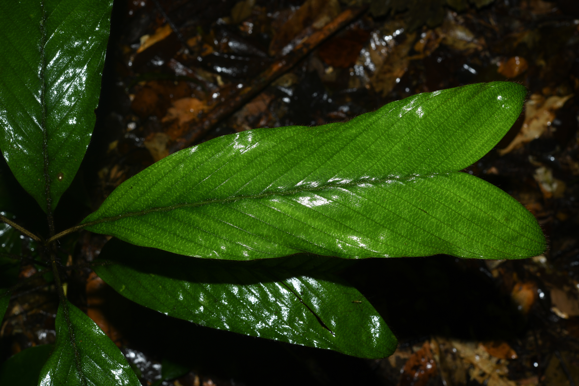 Bactris hirta var. hirta - Photo Bivouac Naturaliste