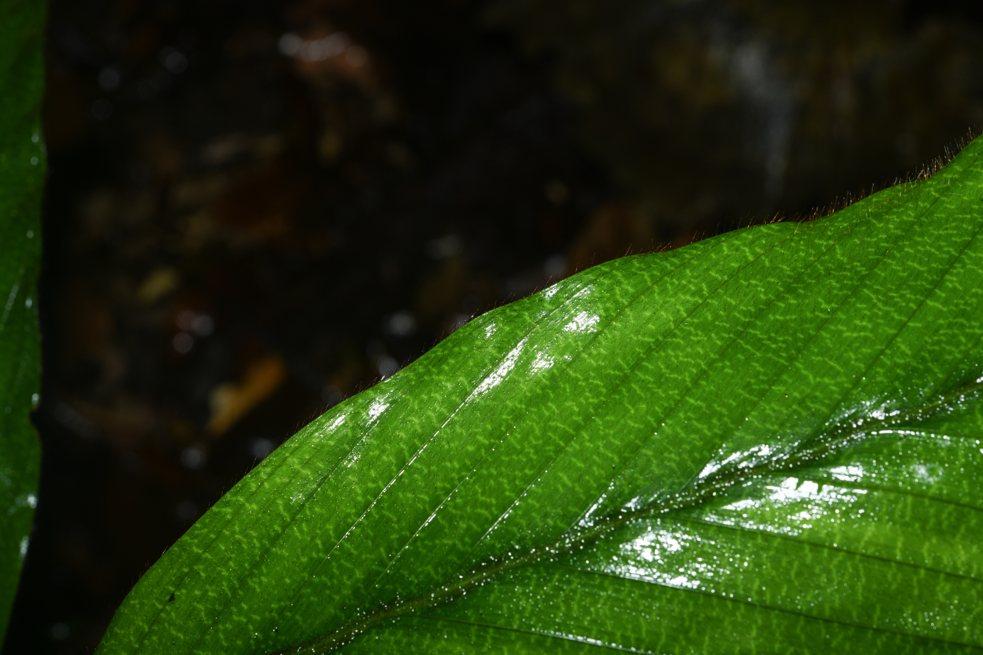 Bactris hirta var. hirta - Photo Bivouac Naturaliste