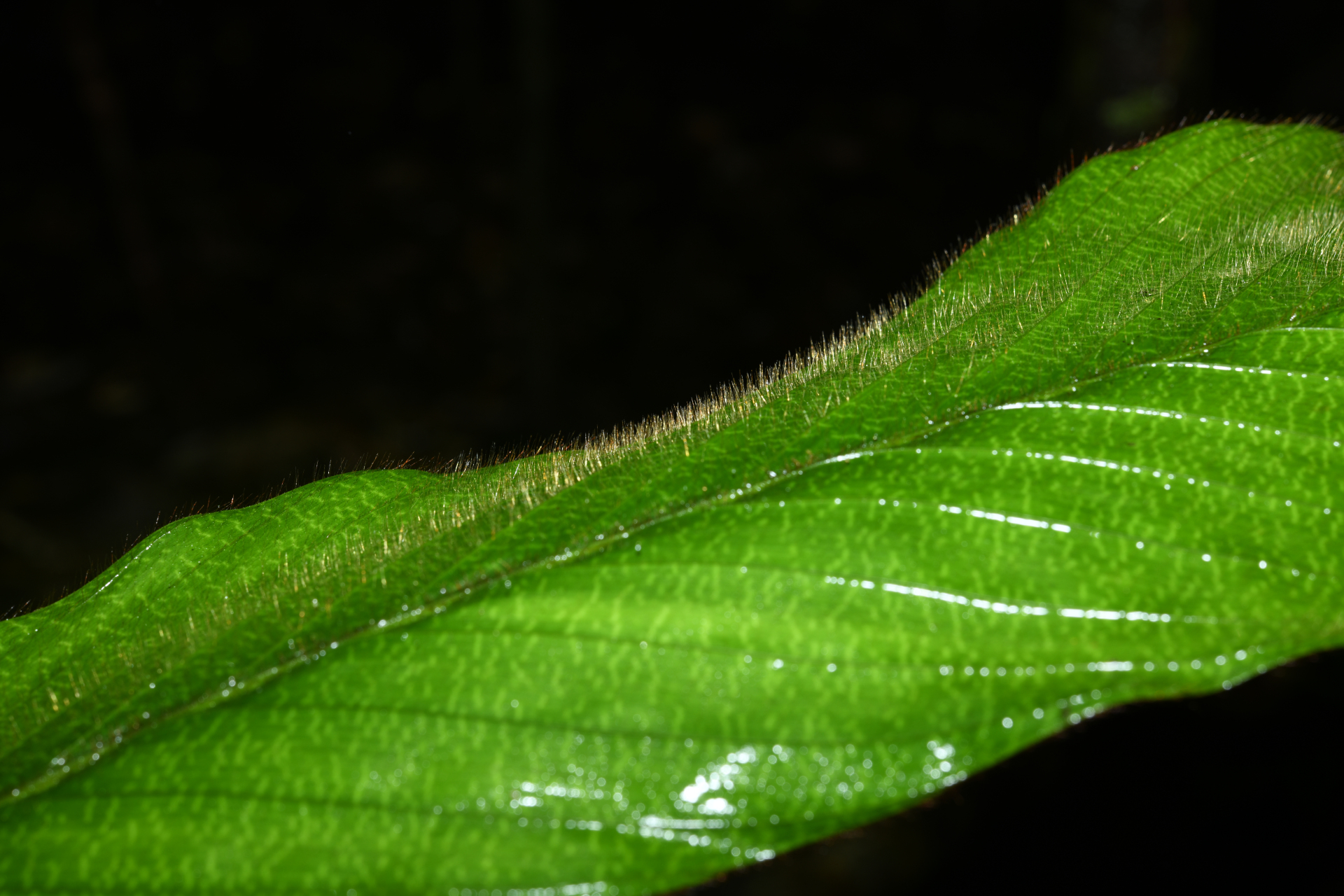 Bactris hirta var. hirta - Photo Bivouac Naturaliste