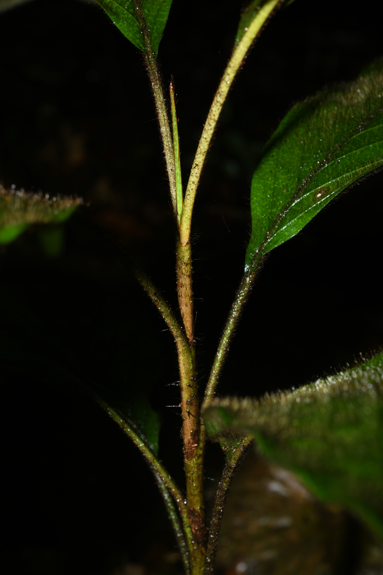 Bactris hirta var. hirta - Photo Bivouac Naturaliste