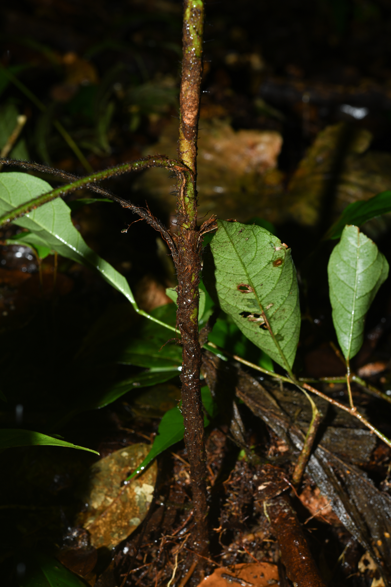 Bactris hirta var. hirta - Photo Bivouac Naturaliste