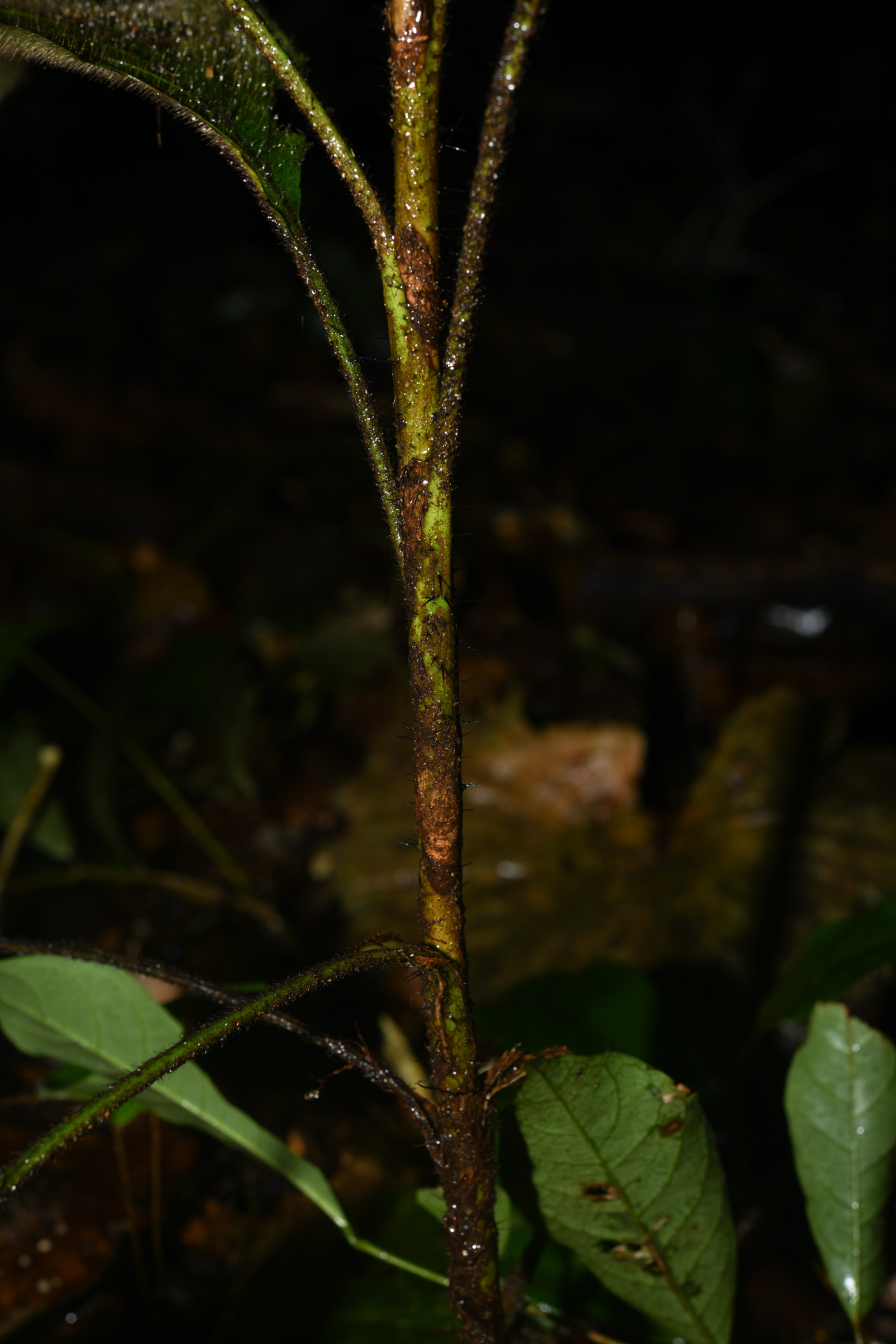 Bactris hirta var. hirta - Photo Bivouac Naturaliste