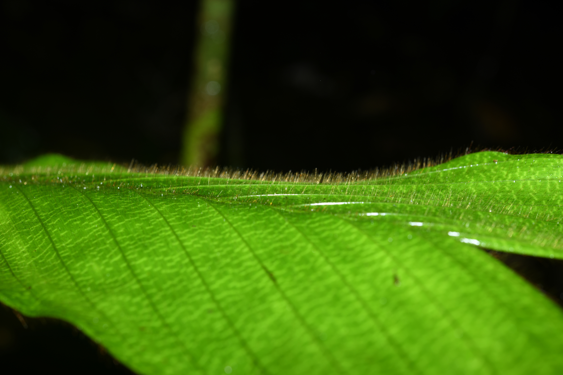 Bactris hirta var. hirta - Photo Bivouac Naturaliste