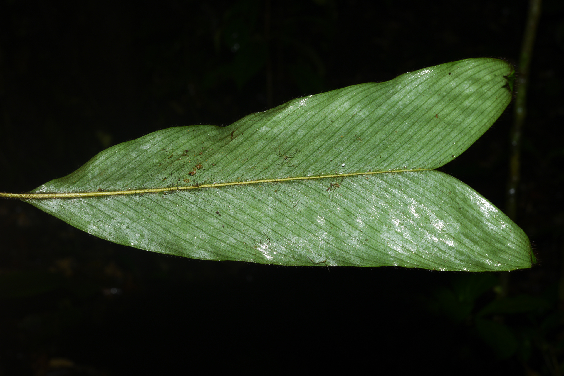 Bactris hirta var. hirta - Photo Bivouac Naturaliste