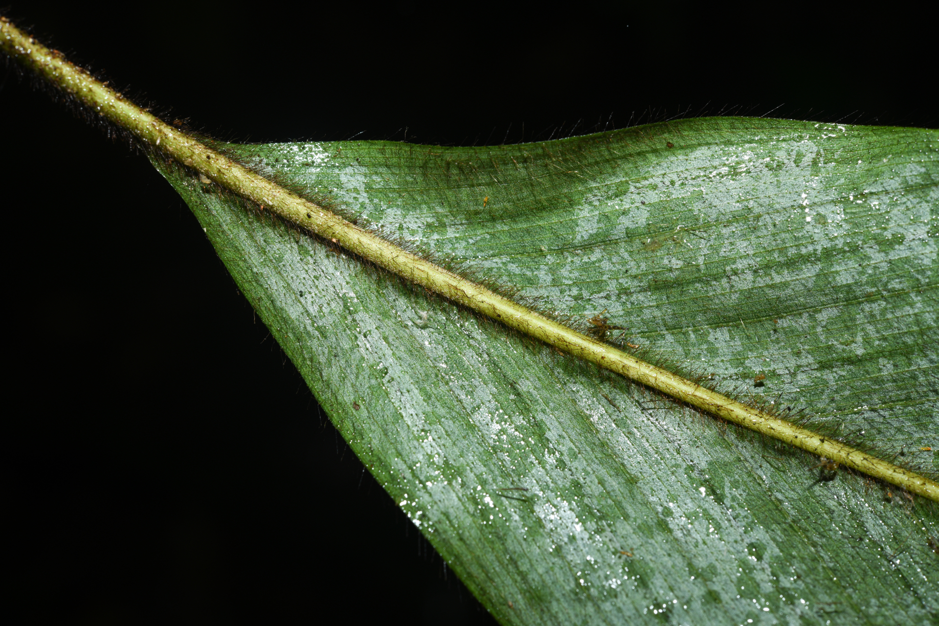 Bactris hirta var. hirta - Photo Bivouac Naturaliste