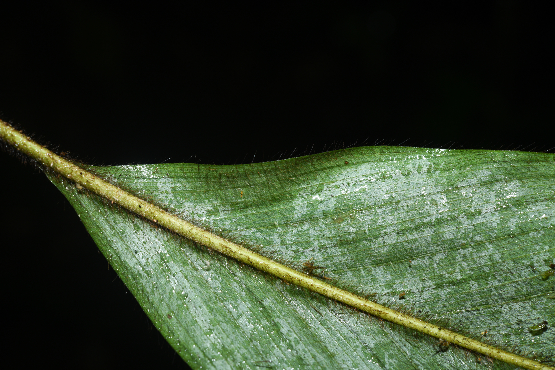 Bactris hirta var. hirta - Photo Bivouac Naturaliste